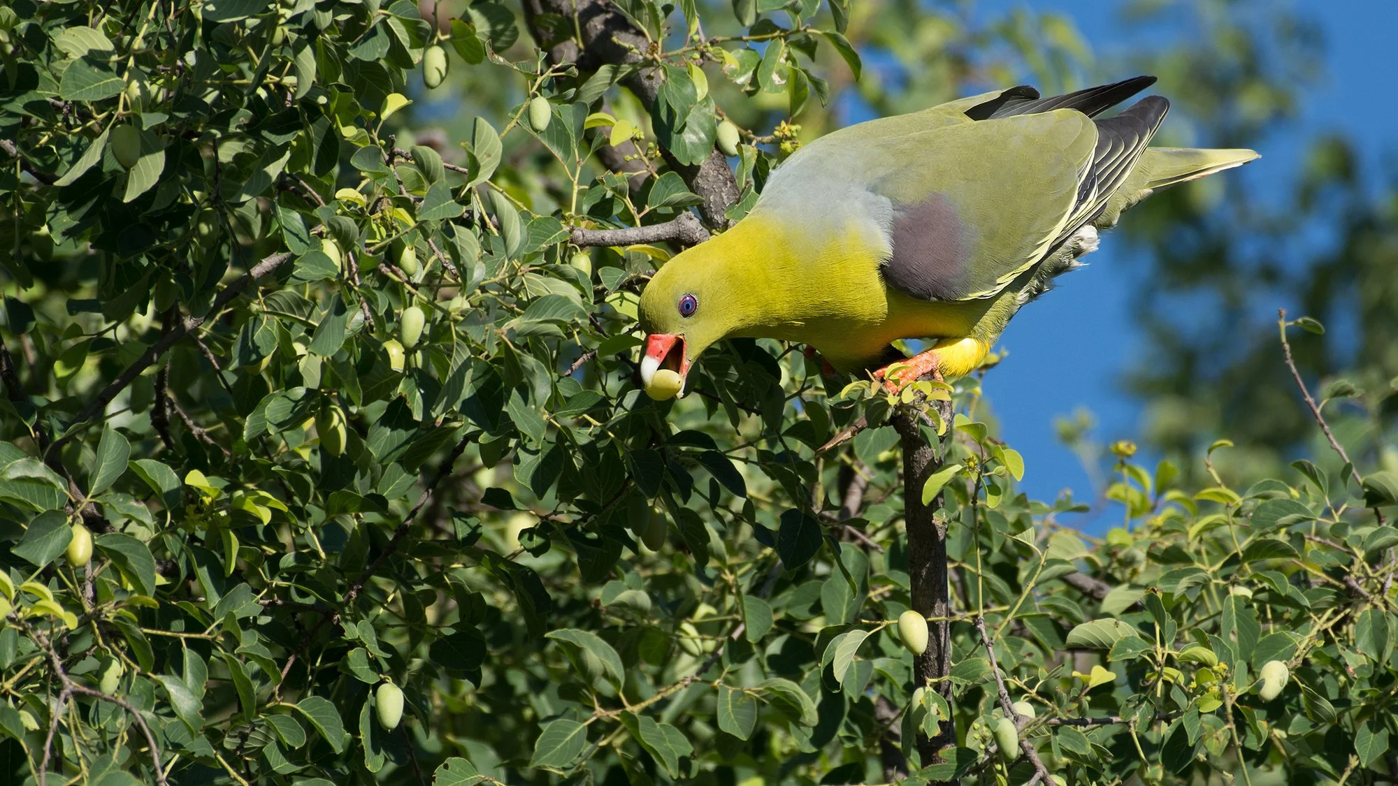 African Green Pigeon