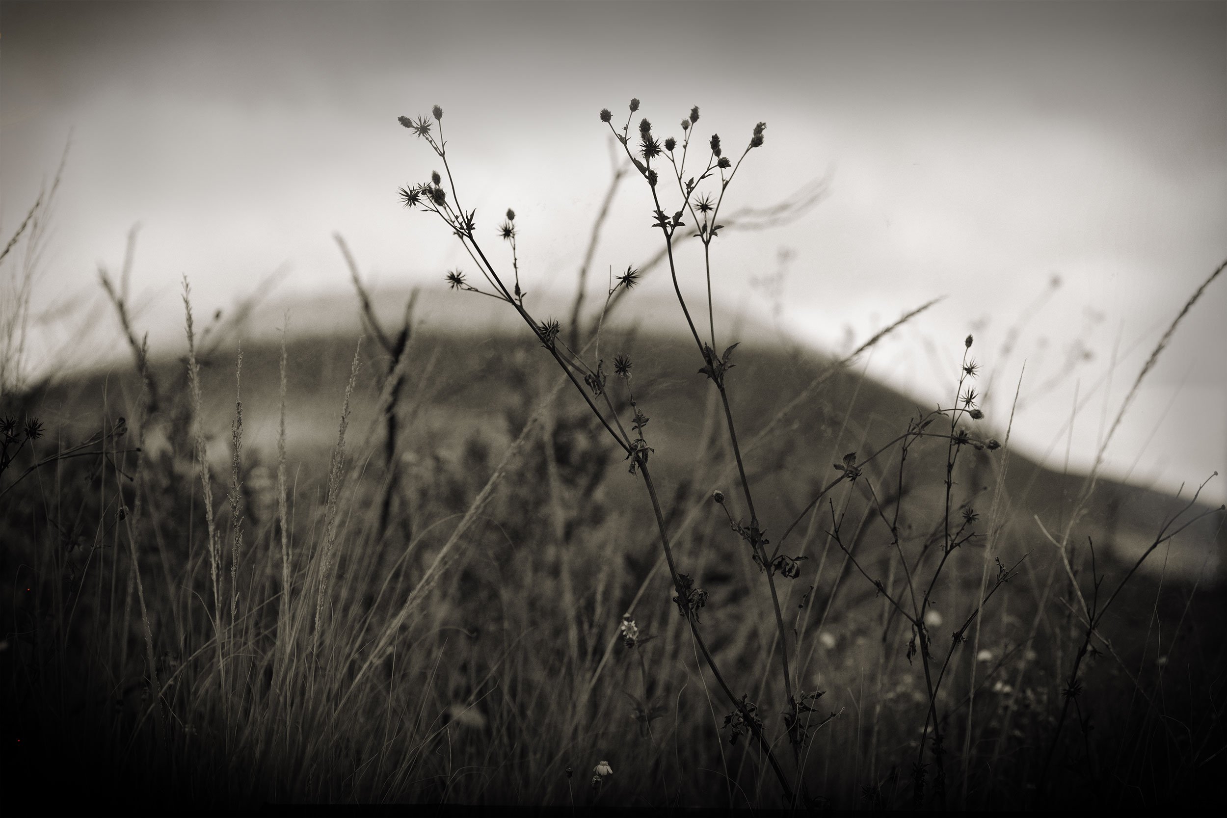 Hawaii-2023-Eileen-Reeds-DX-1T4A5288.jpg