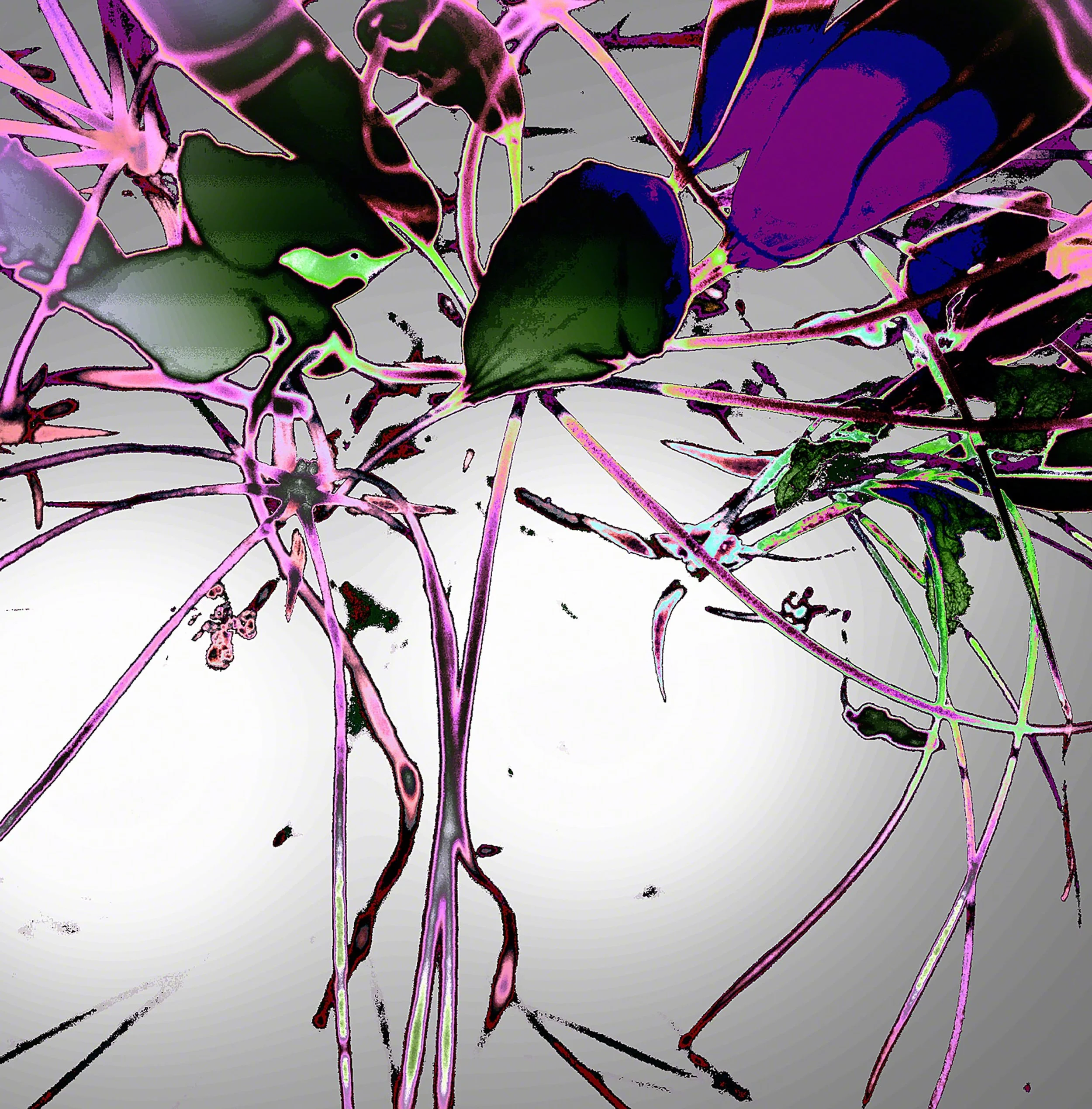 _12-inch-cosmic-Beauty-Page-5-flower-solarizedIMG_8090.jpg