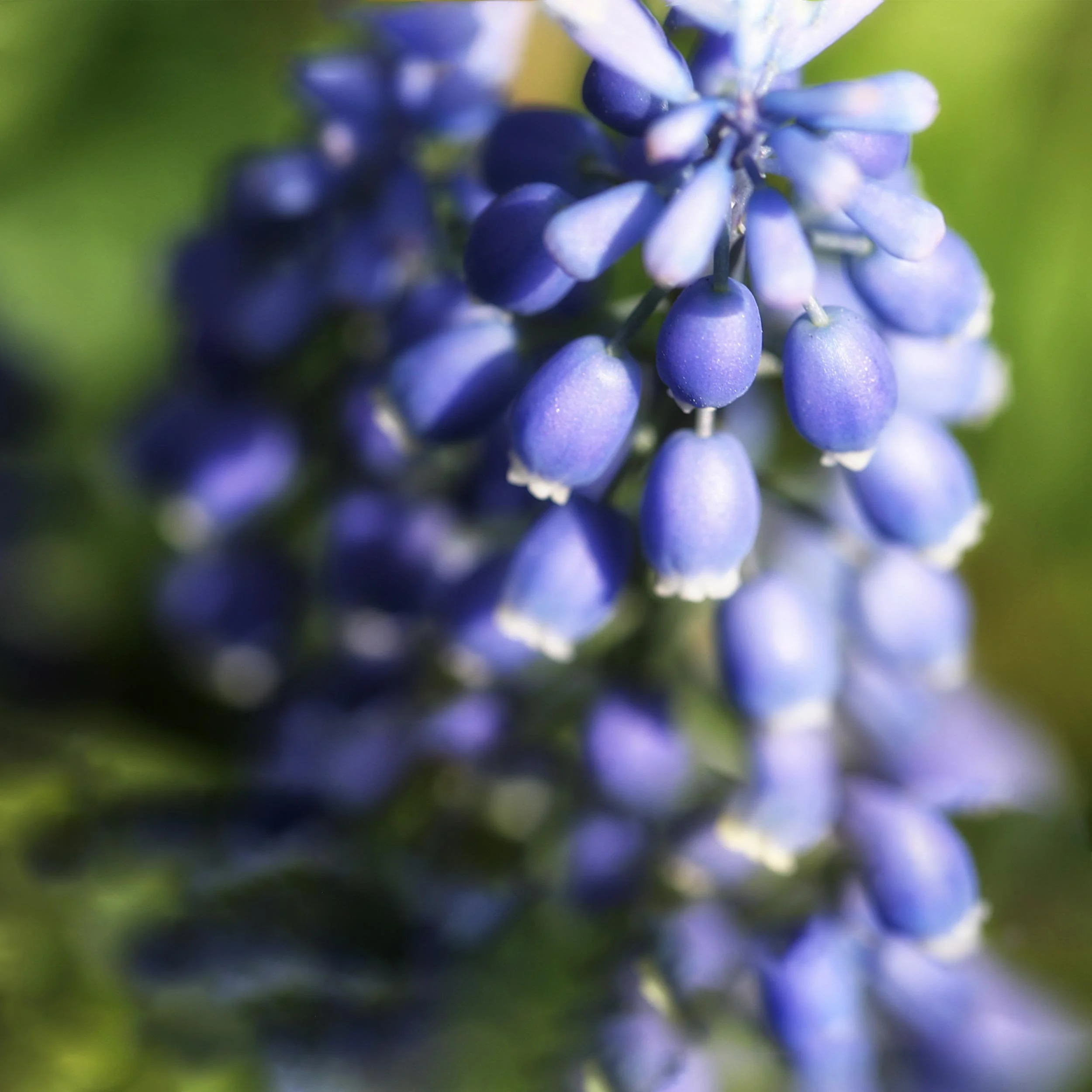Macro-Blue-Bells-Cosmic-Beauty-1-2.jpg