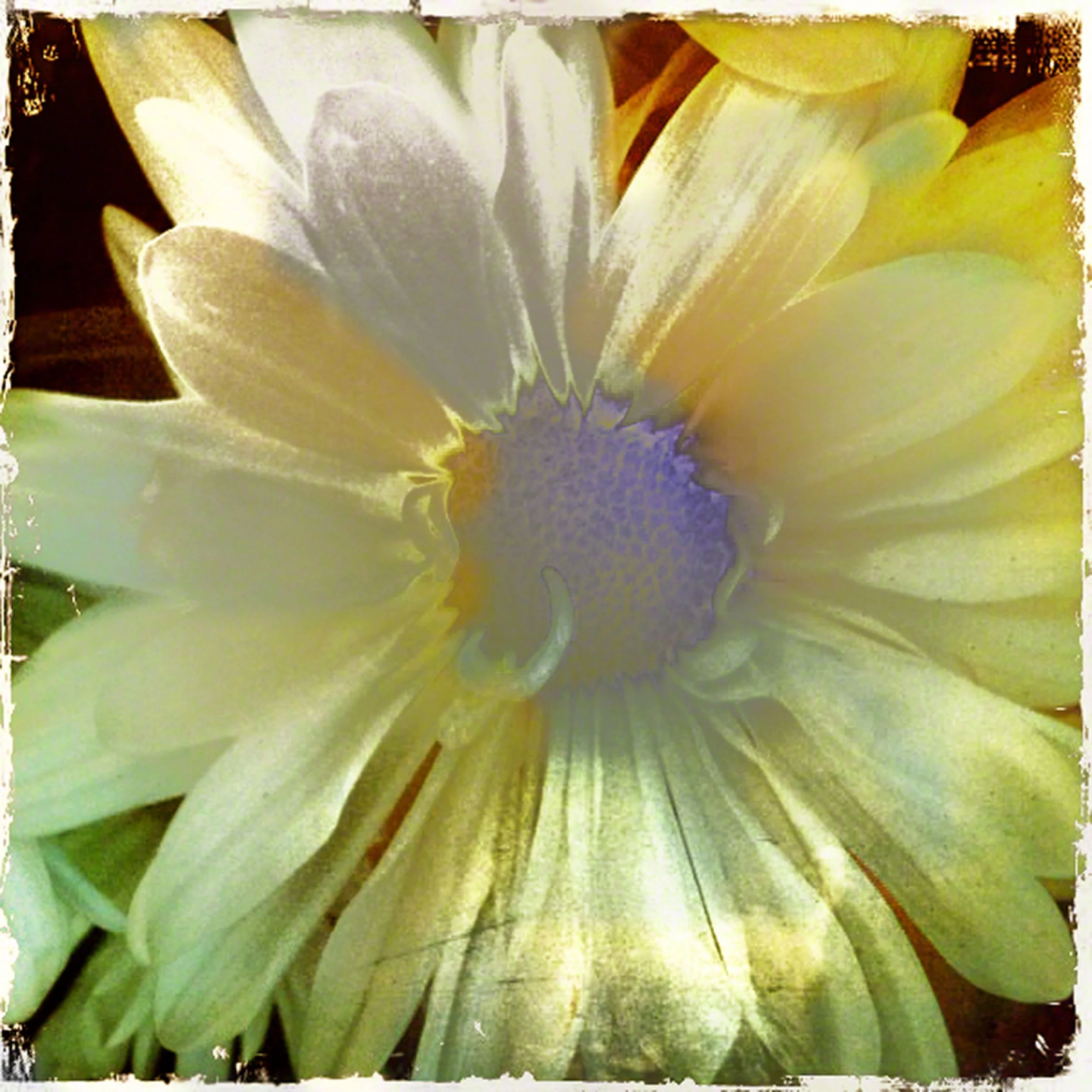 Flower-Solarized-Color-IMG_2058.jpg