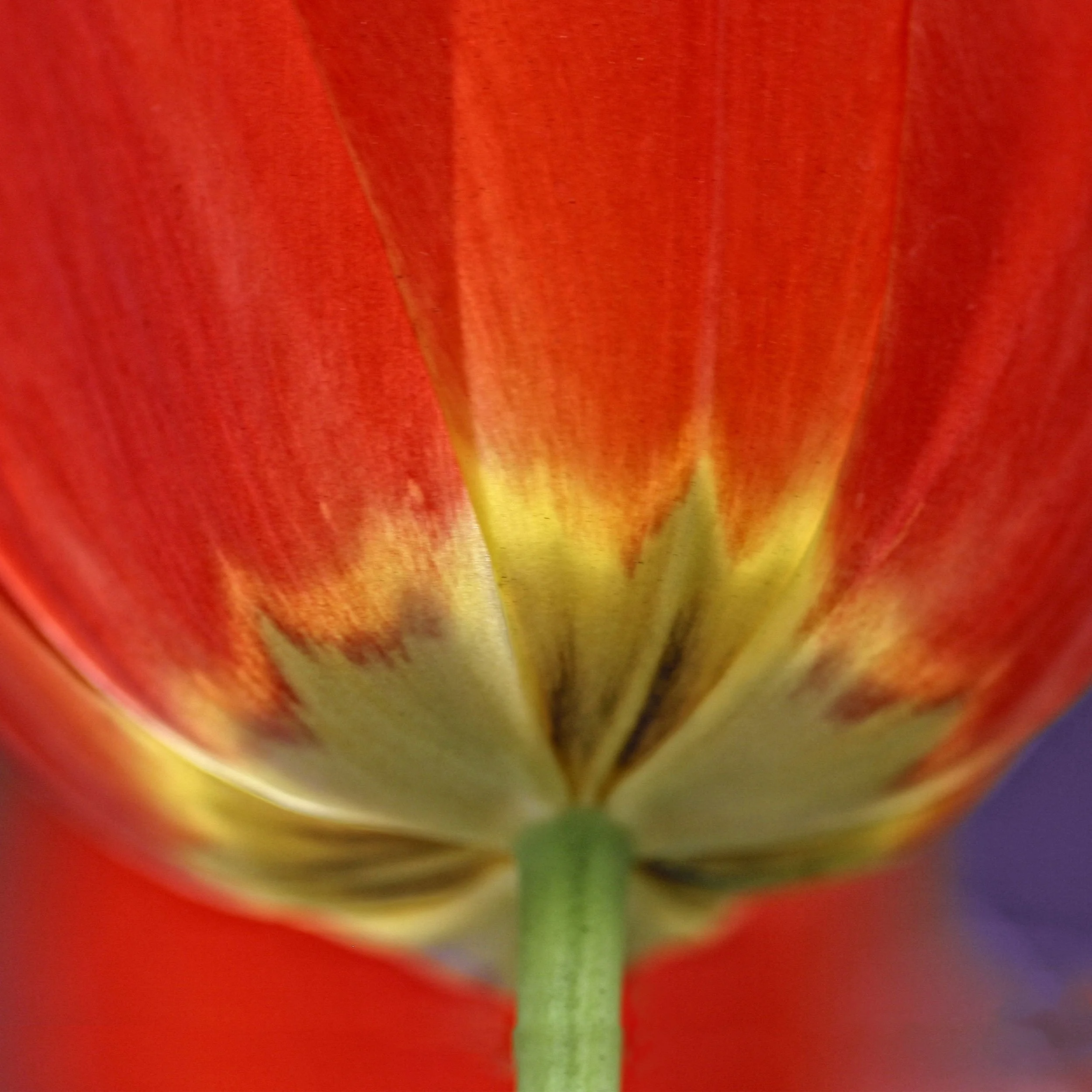 12'-Tulip-Cosmic-Beauty-IMG_0156.jpg