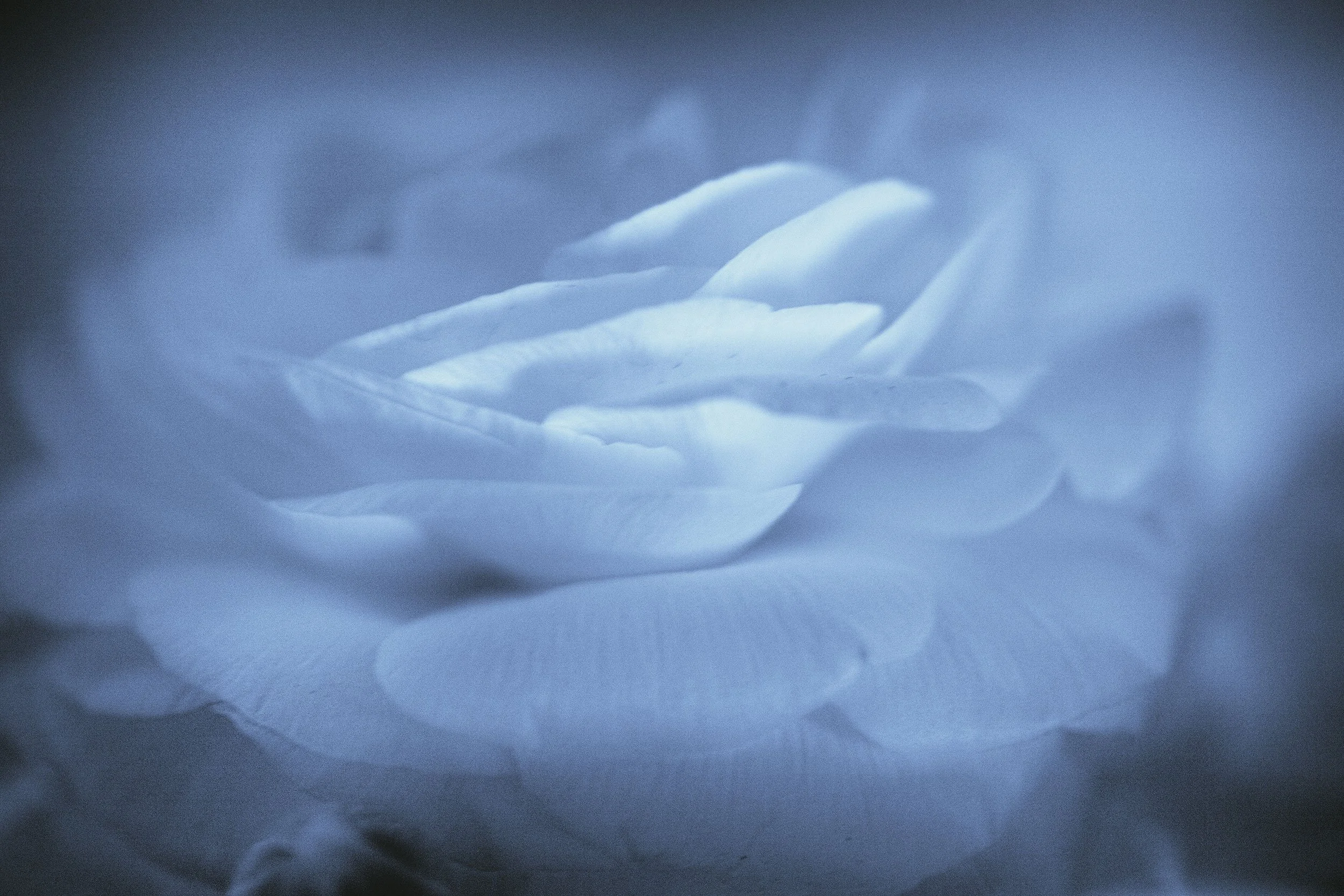 Blue-Infrared-Rose_MG_4297-copy-2.jpg