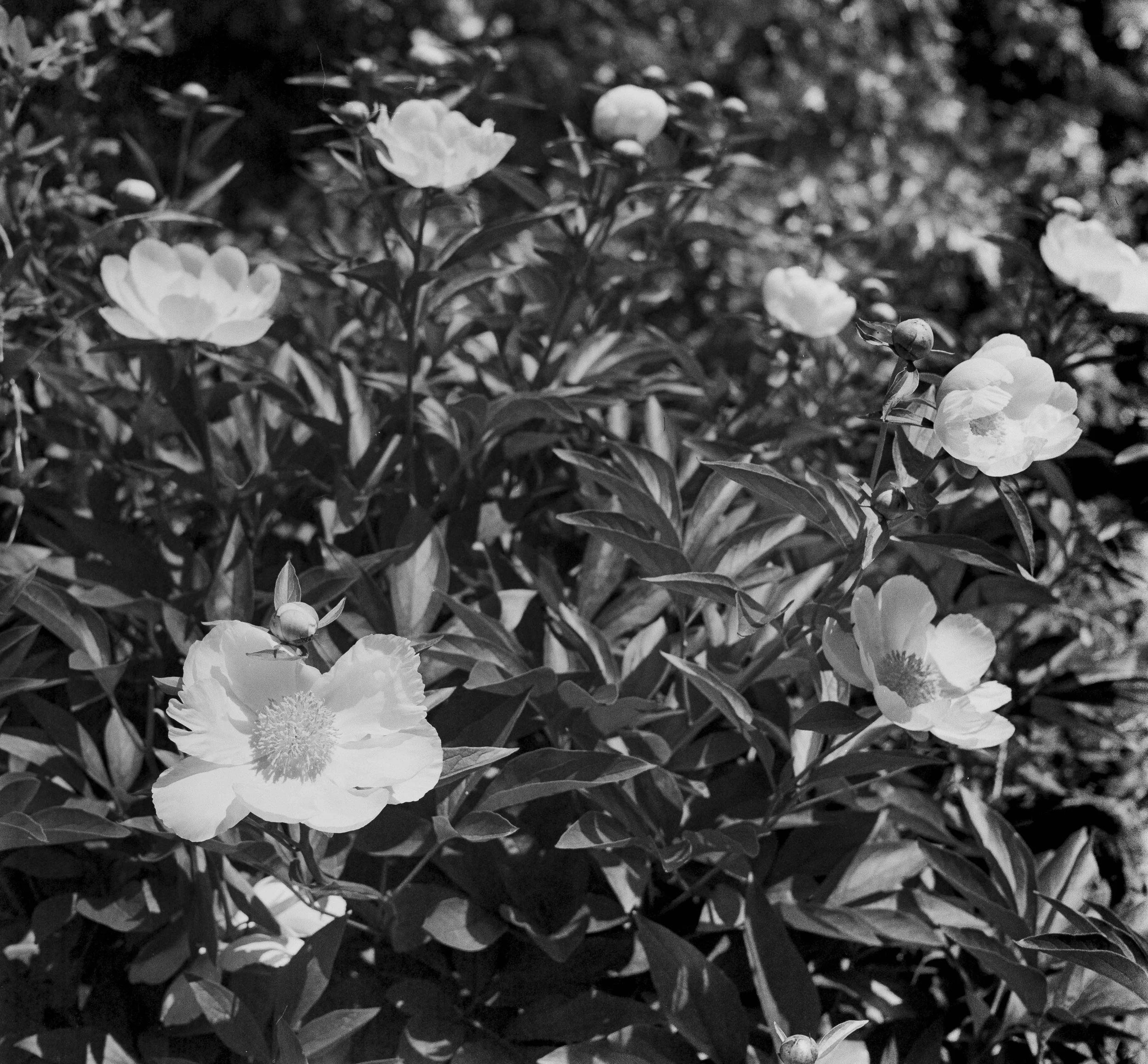 Landscapes, BW 11 Bryce Casamento_.jpg