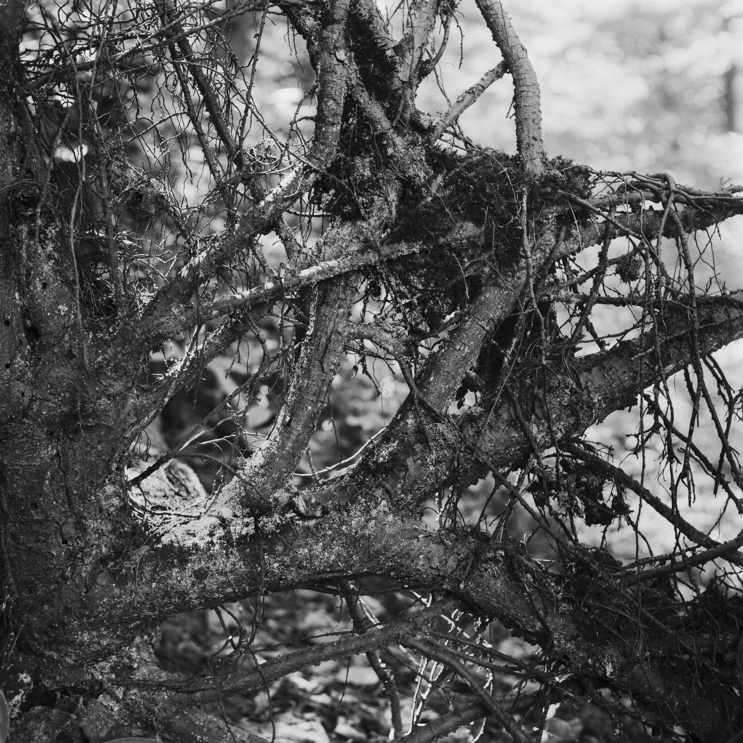 Landscapes, BW 24 Bryce Casamento_.jpg