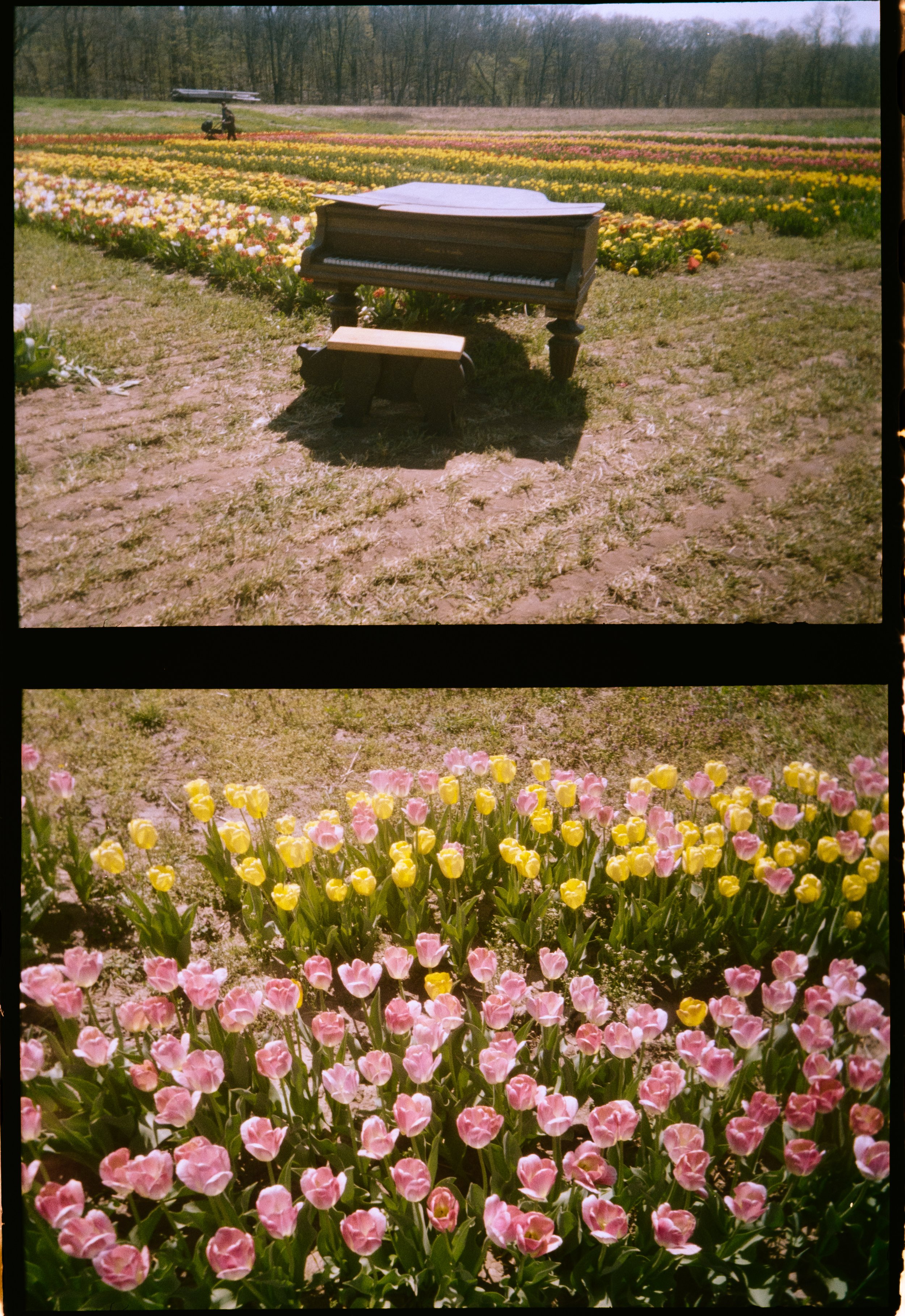 H35N Kodak Gold Aruba Tulips Low Falls (26 of 54).jpg