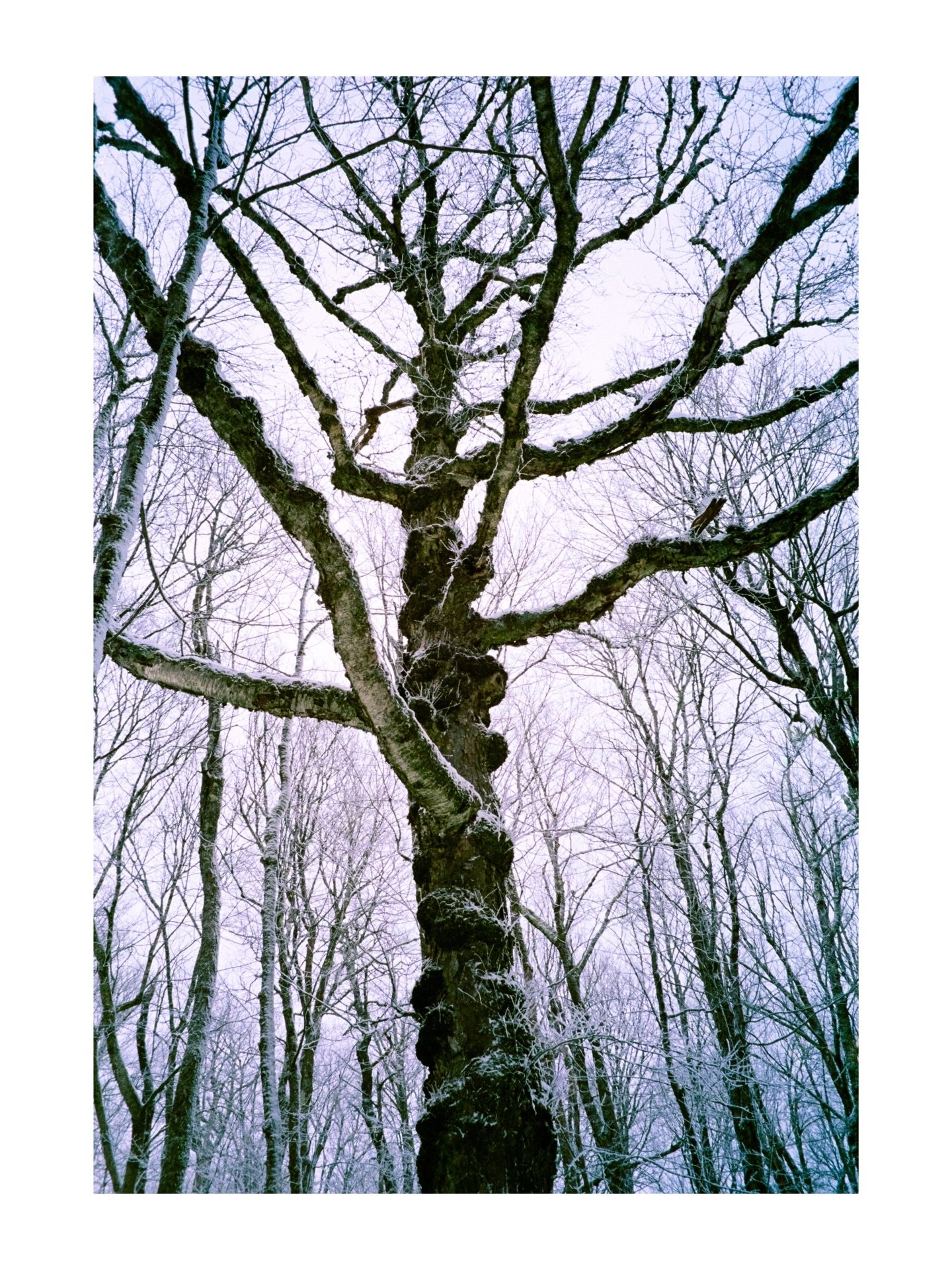 Icy trees ft. skiing at @belleayre 

#yashicamat124g #kodakgold #olympusaz1 #kodakultramax400