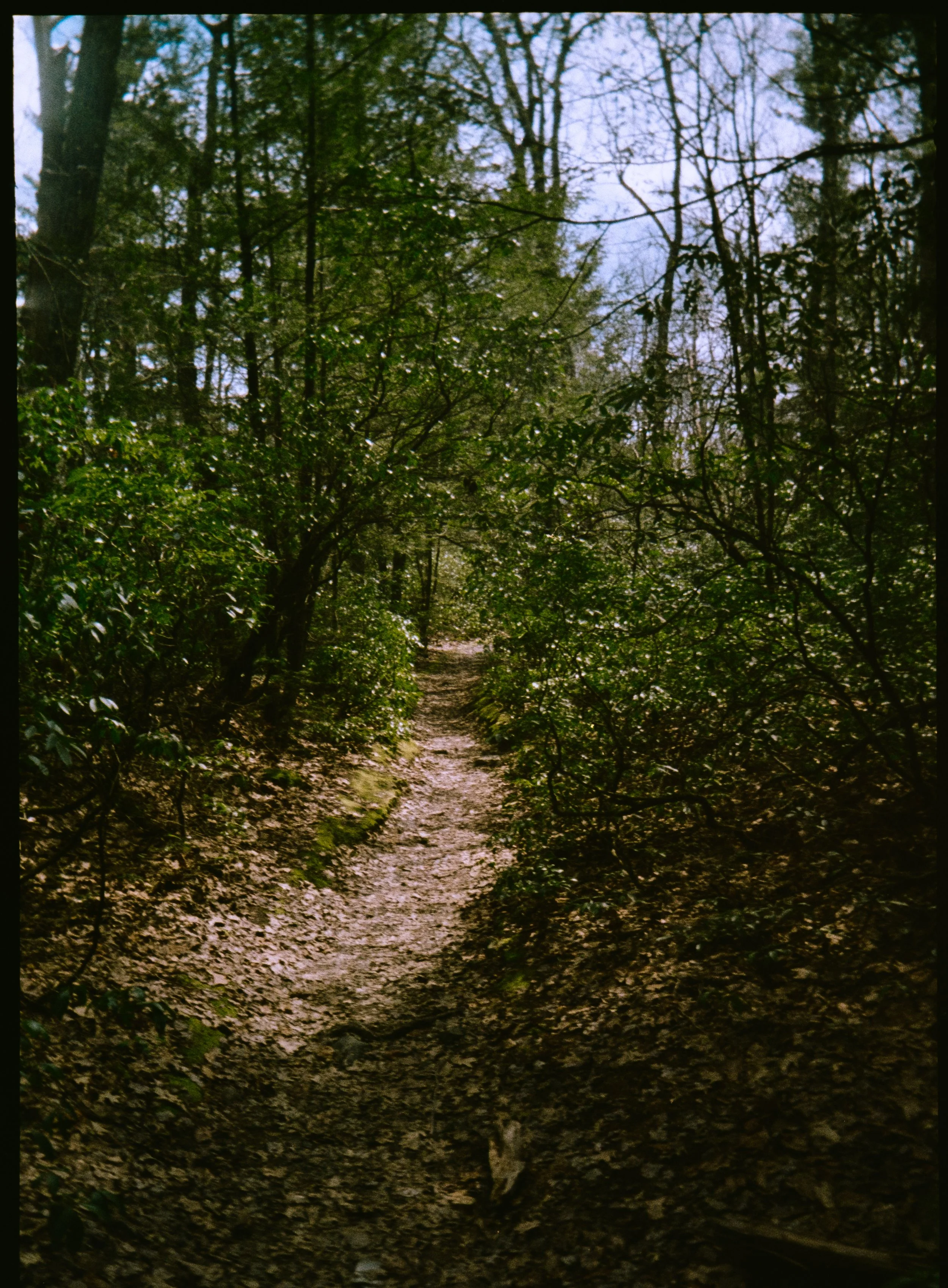 H35N Kodak Gold Aruba Tulips Low Falls (19 of 54).jpg