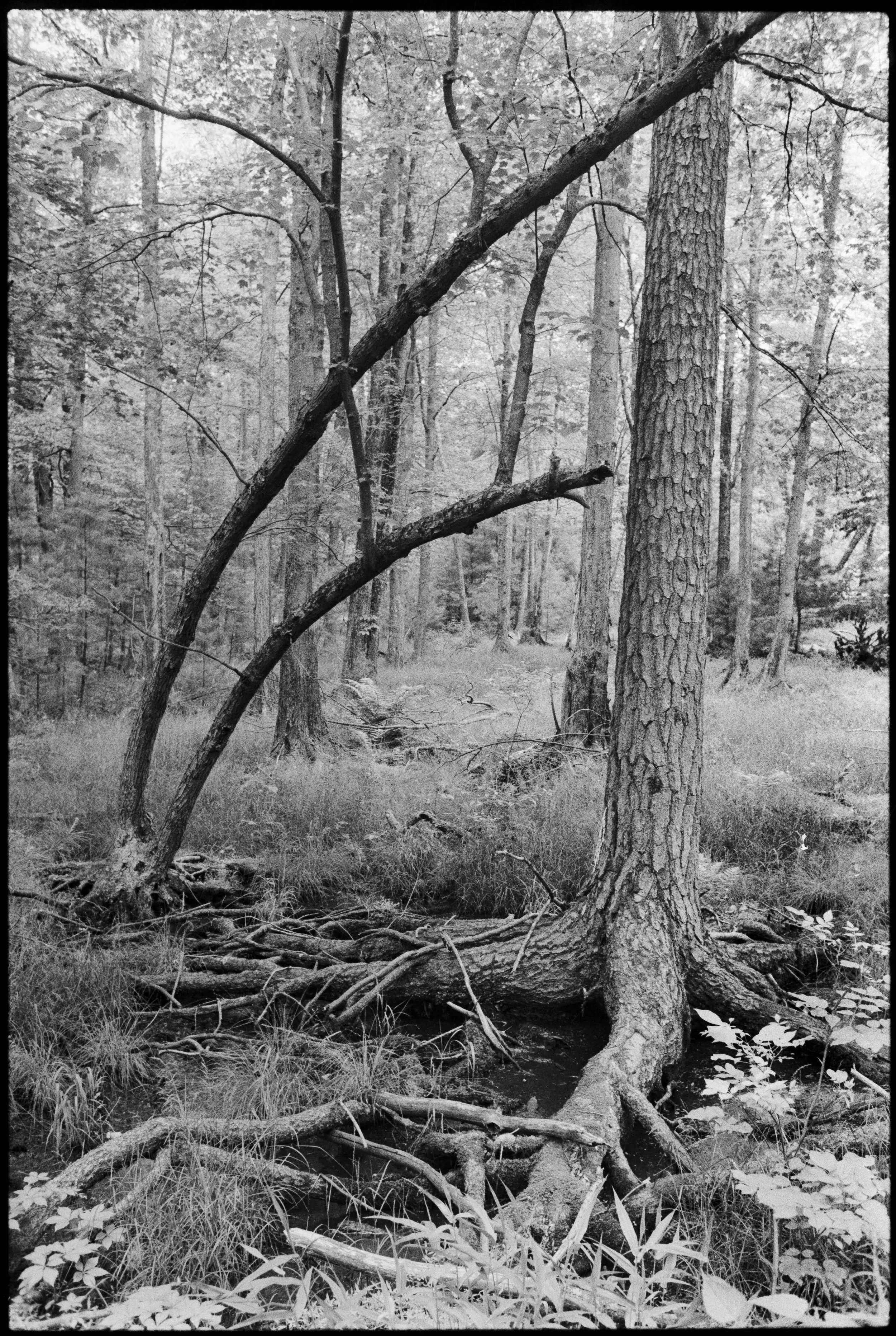 Landscapes, BW 27 Bryce Casamento_.jpg