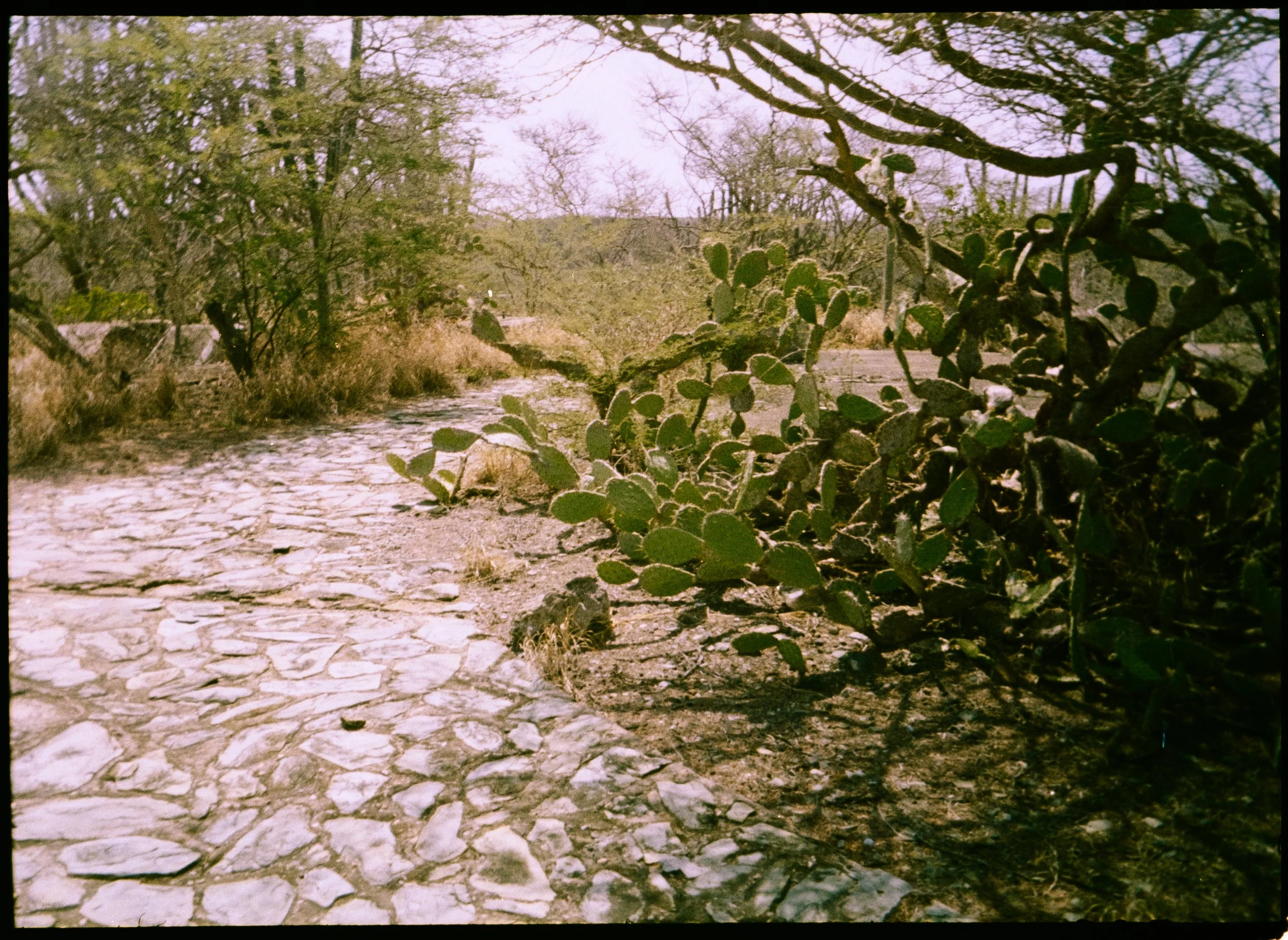 H35N Kodak Gold Aruba Tulips Low Falls (44 of 54).jpg