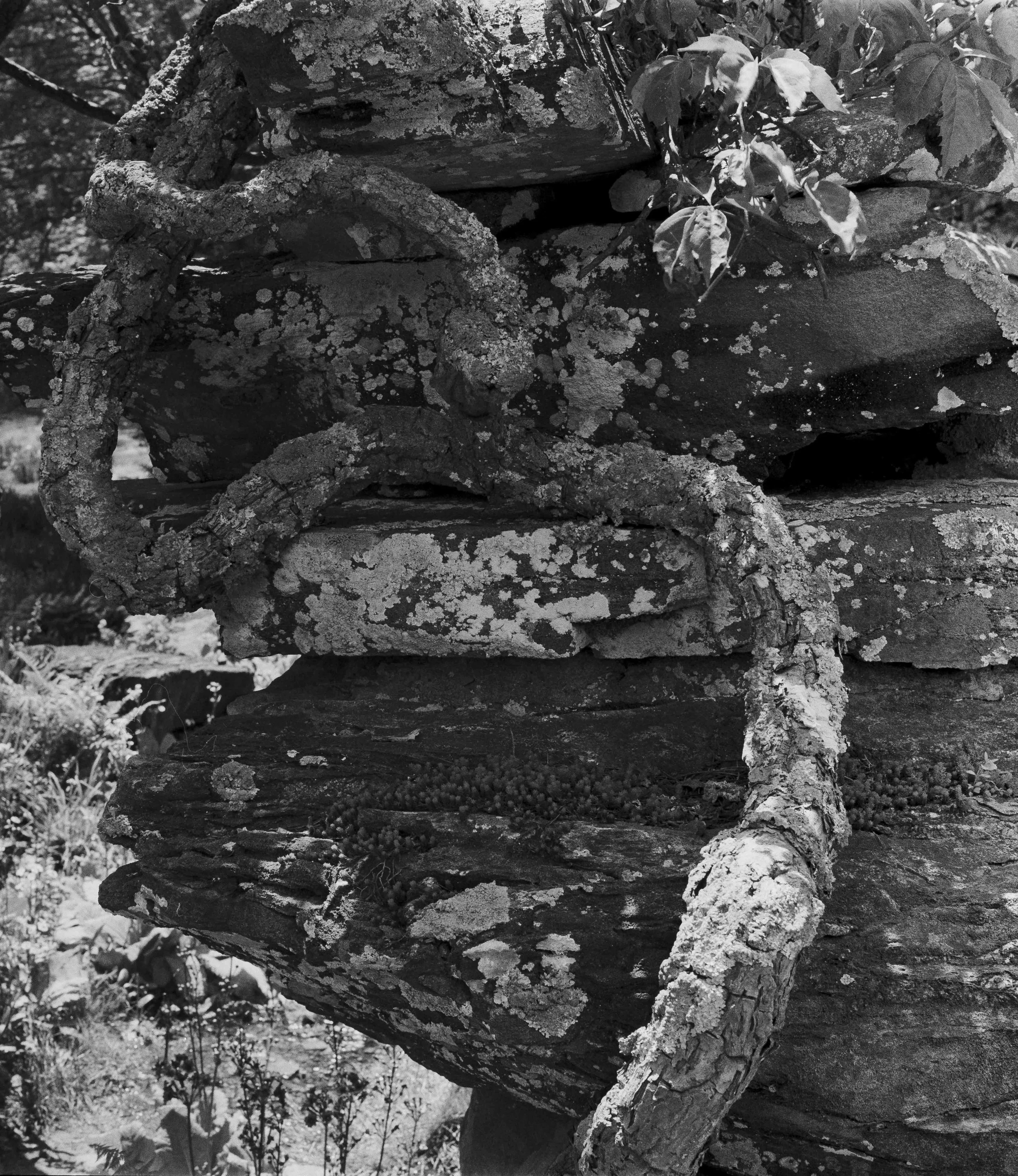 Landscapes, BW 12 Bryce Casamento_.jpg
