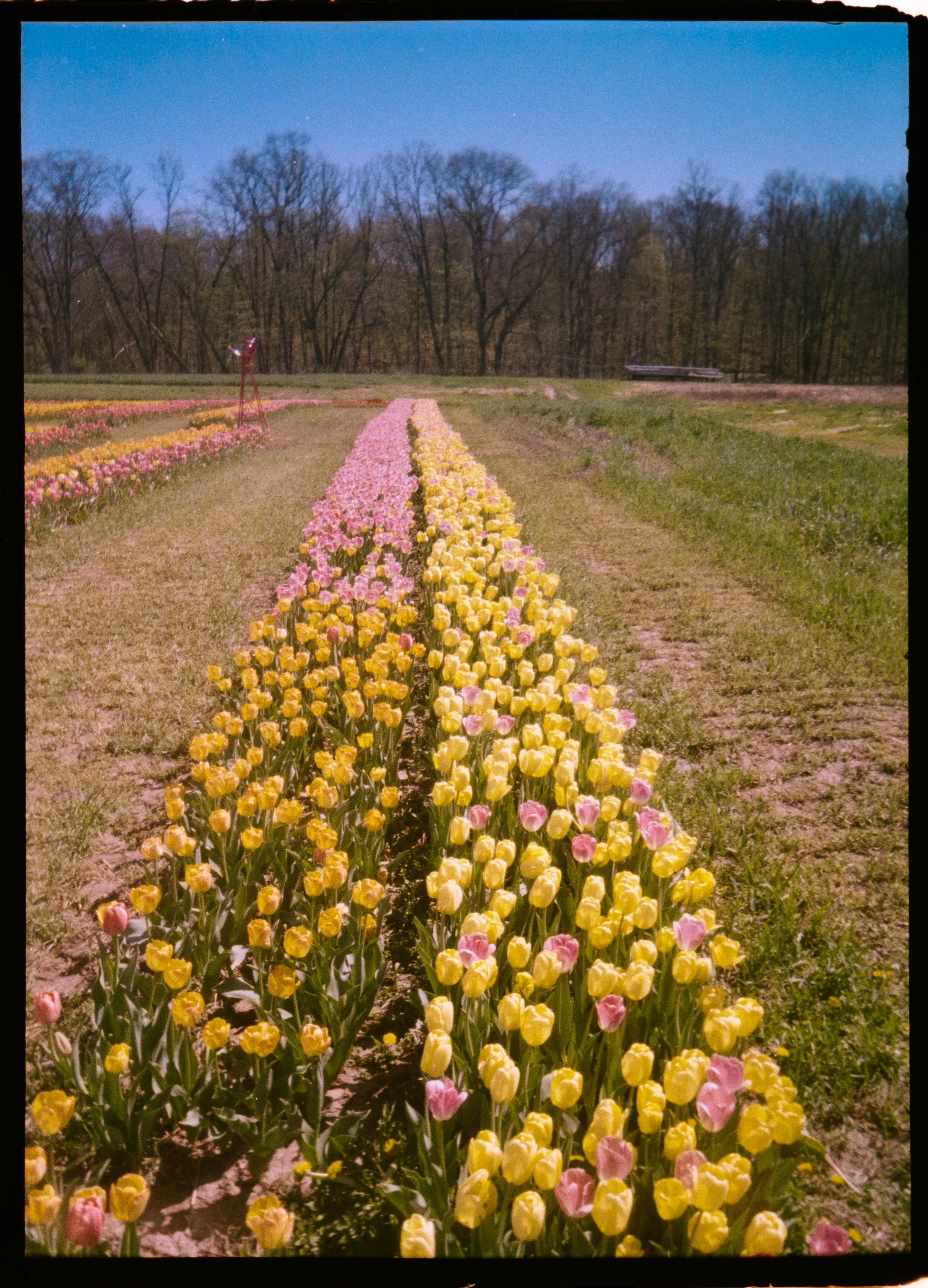 H35N Kodak Gold Aruba Tulips Low Falls (28 of 54).jpg