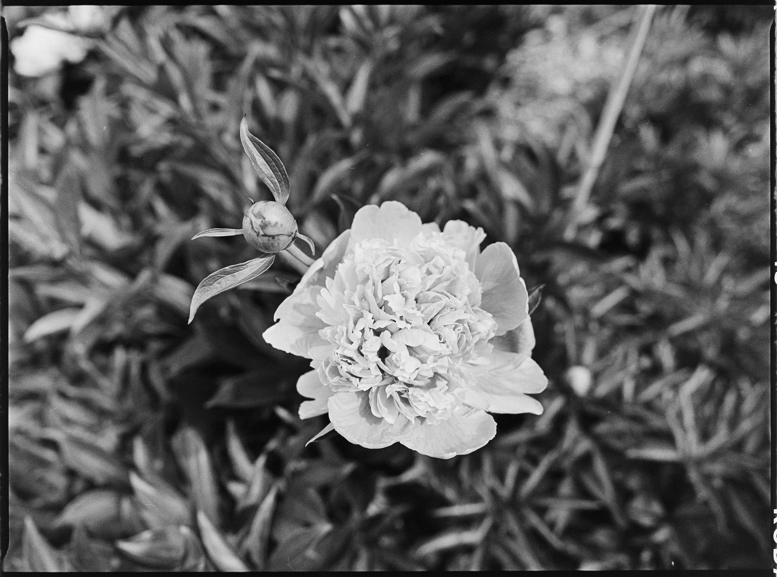 IQZoom (8 of 14).jpg