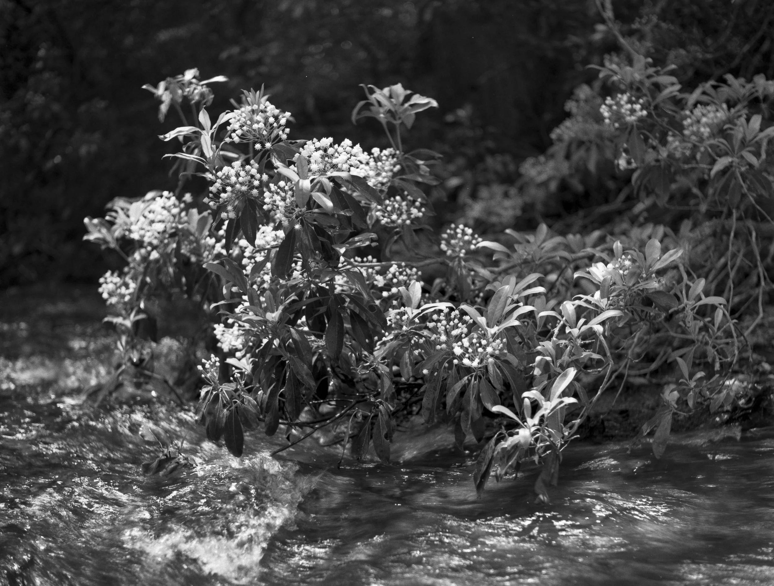 Landscapes, BW 36 Bryce Casamento_.jpg