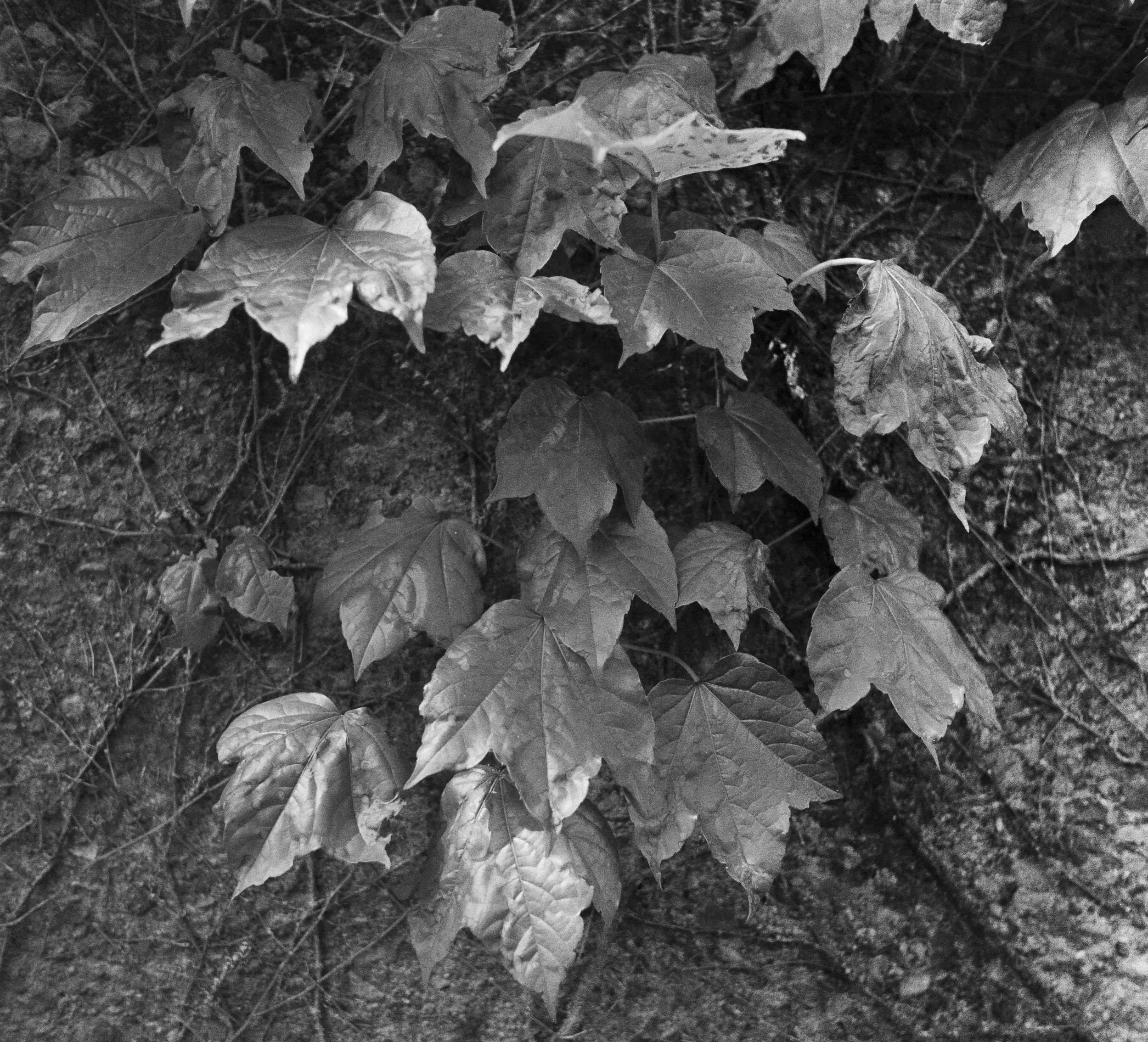 Landscapes, BW 16 Bryce Casamento_.jpg