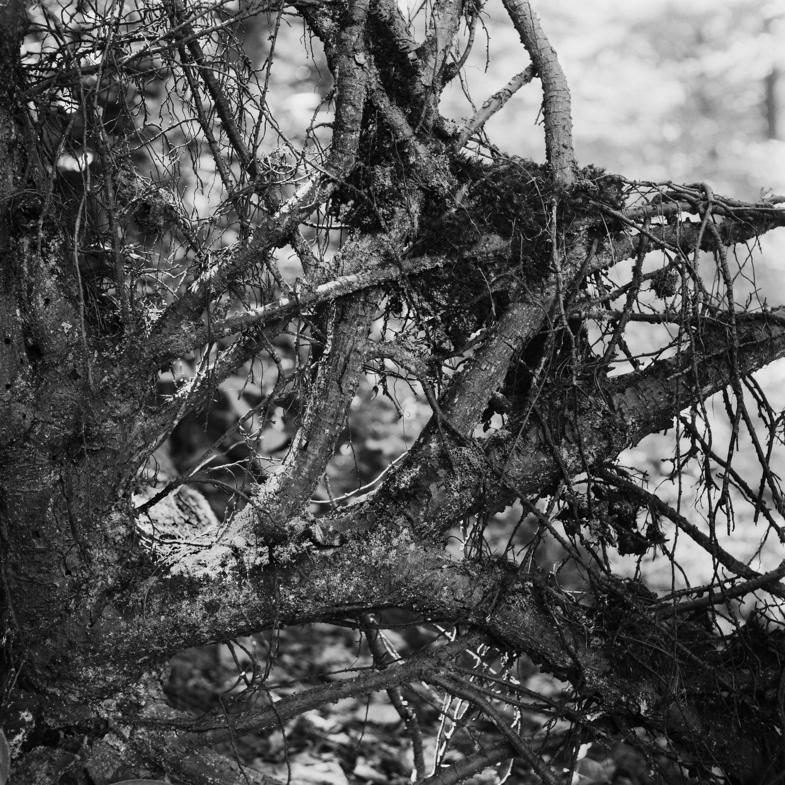 yashicamat tmax100 6.25 (7 of 12).jpg