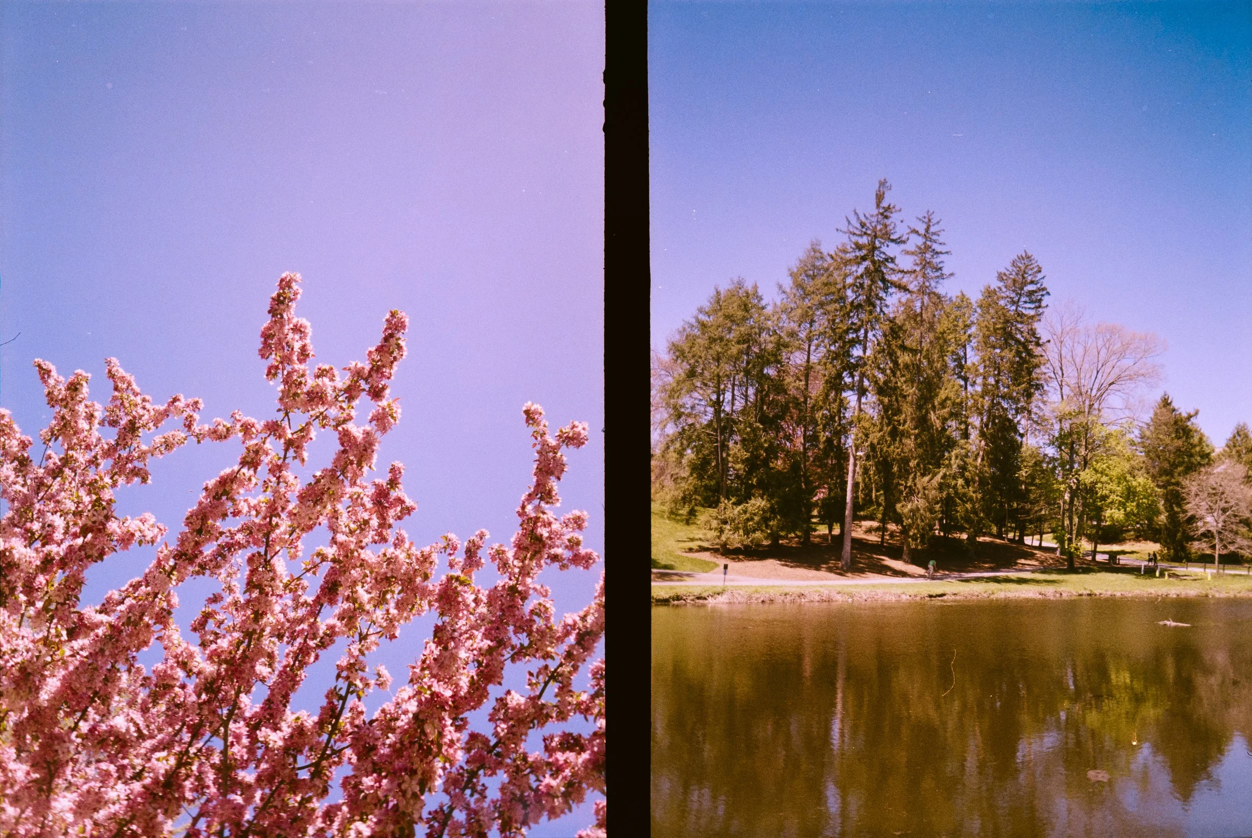 H35N Kodak Gold Aruba Tulips Low Falls (30 of 54).jpg