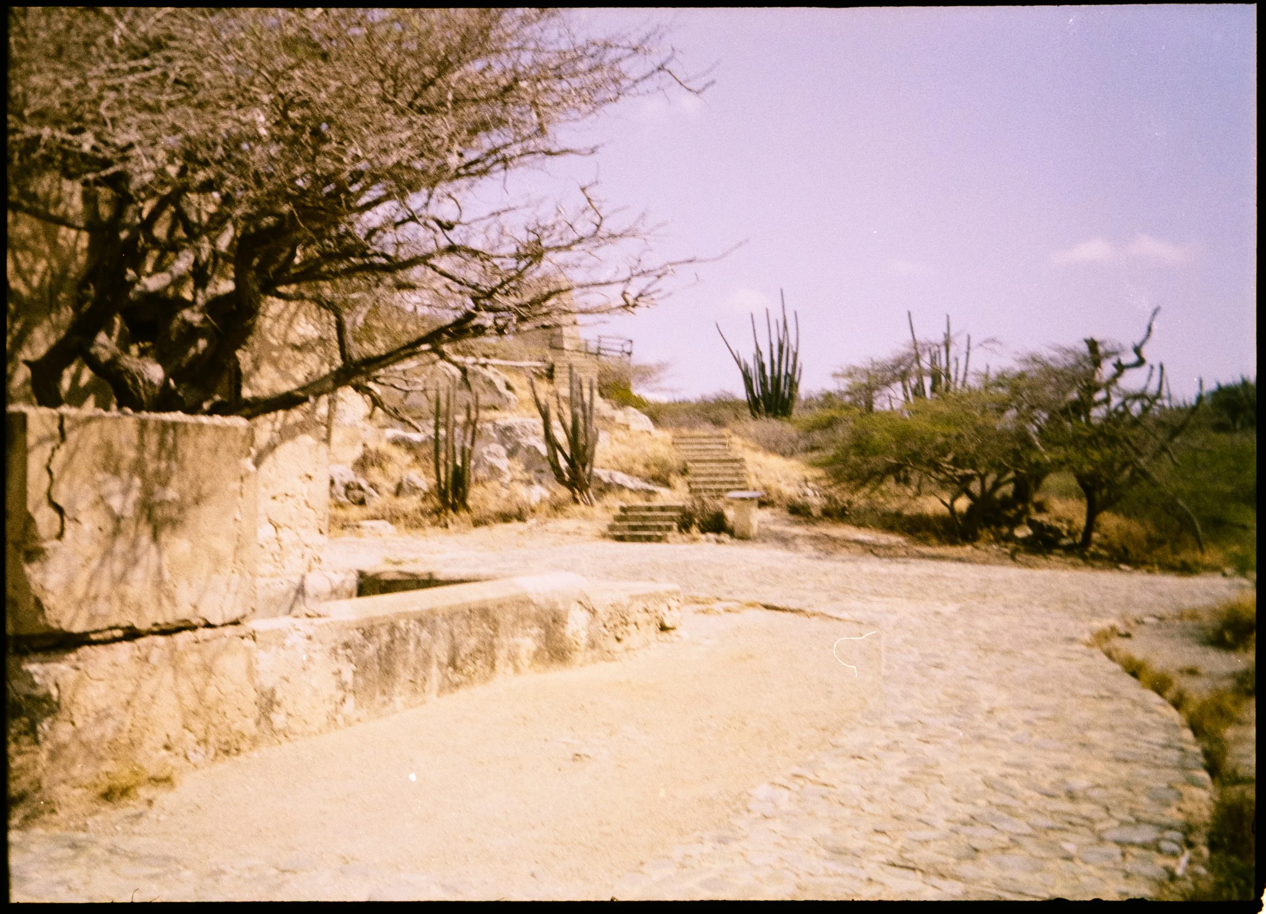 H35N Kodak Gold Aruba Tulips Low Falls (43 of 54).jpg