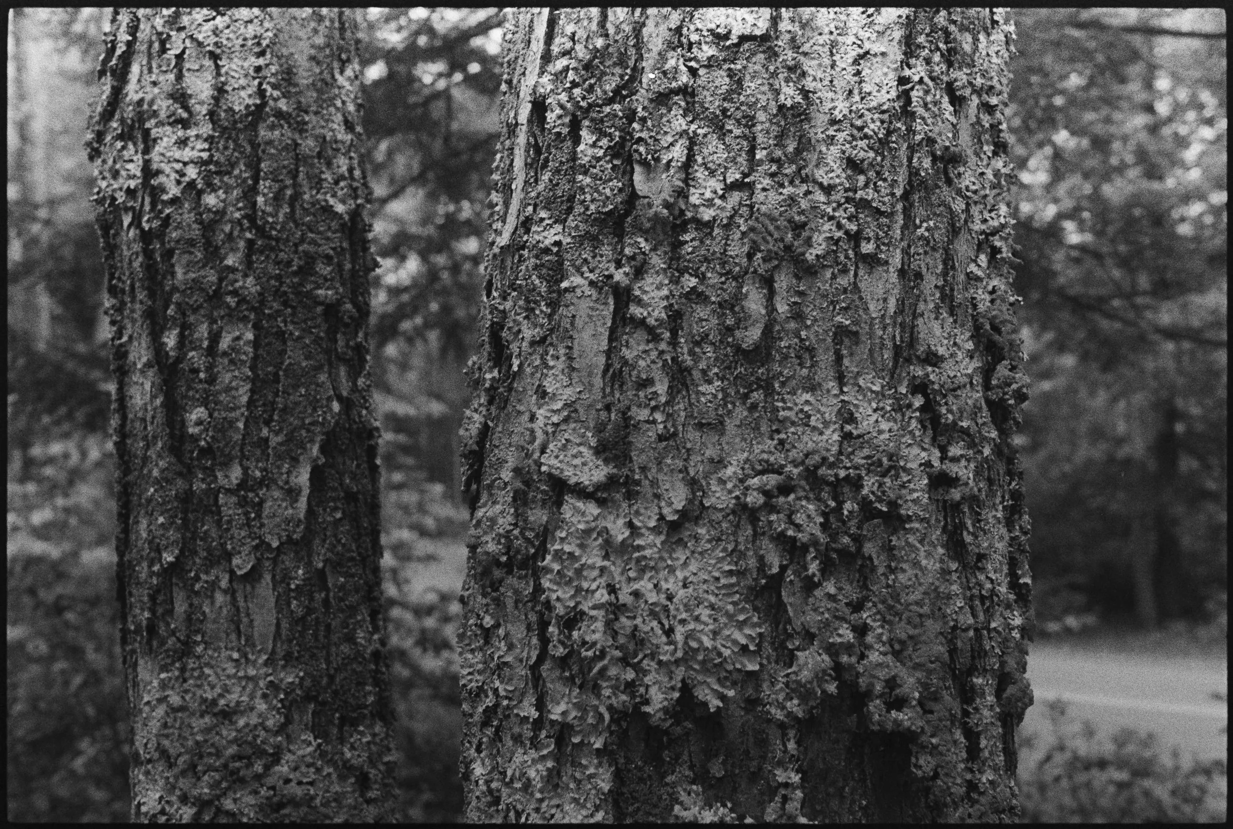 Landscapes, BW 40 Bryce Casamento_.jpg