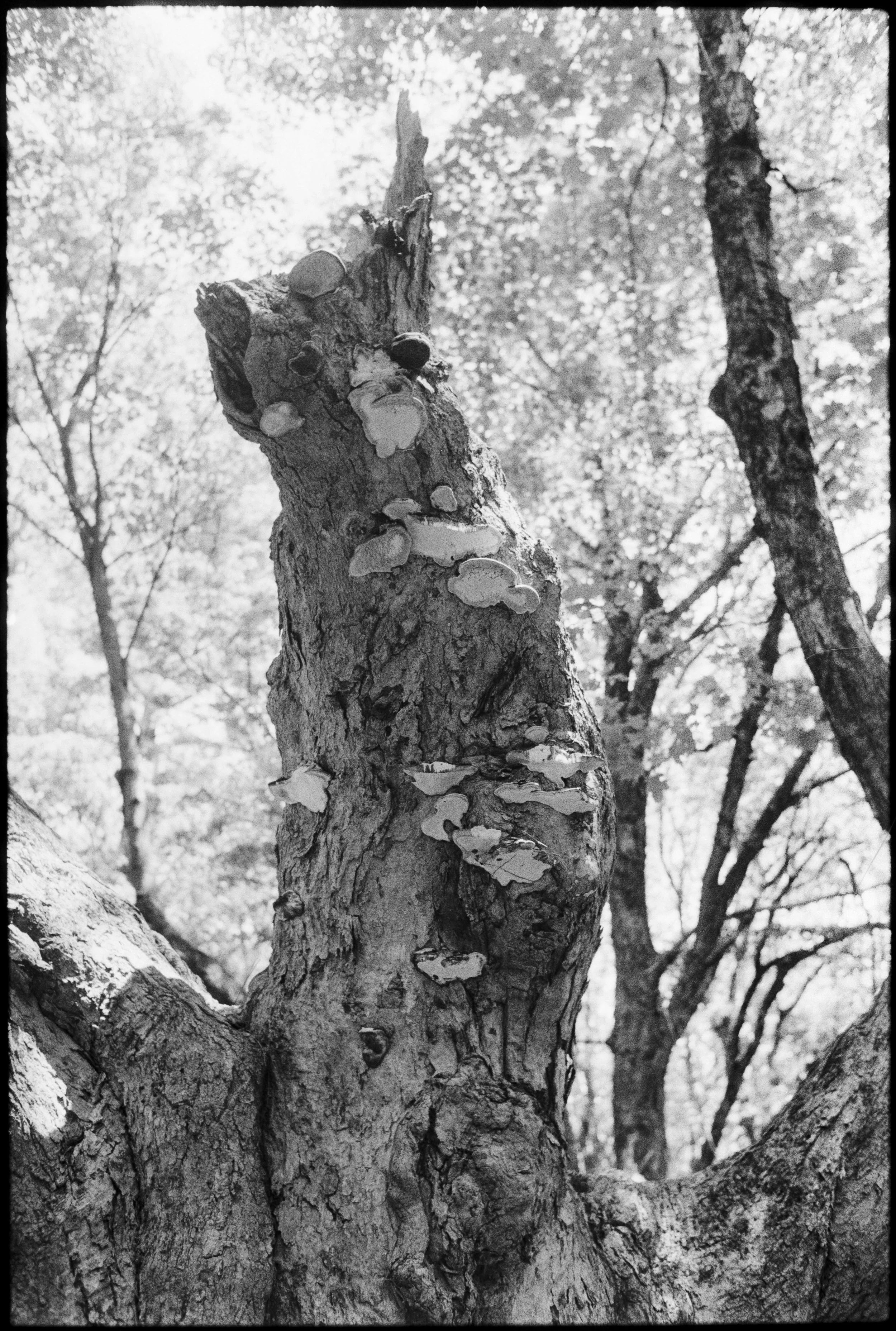 Landscapes, BW 29 Bryce Casamento_.jpg