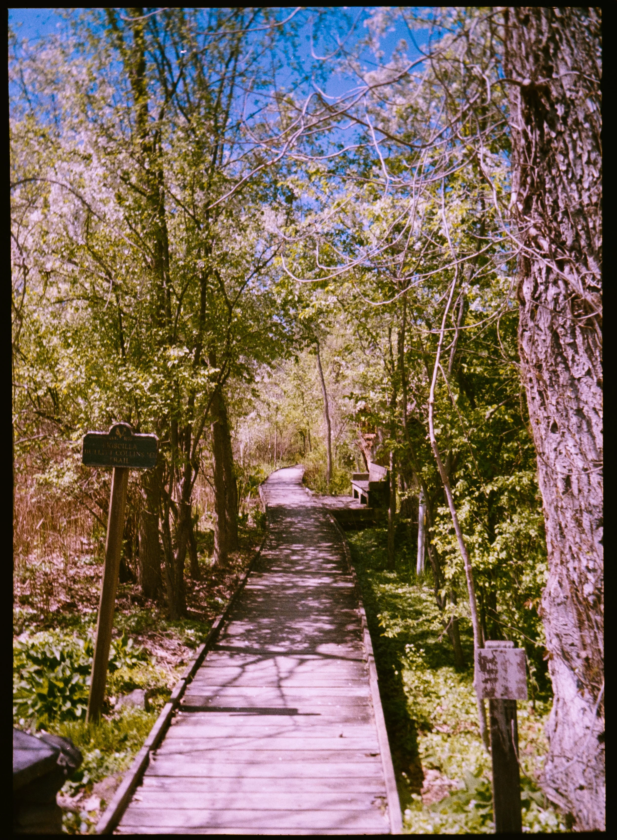 H35N Kodak Gold Aruba Tulips Low Falls (31 of 54).jpg