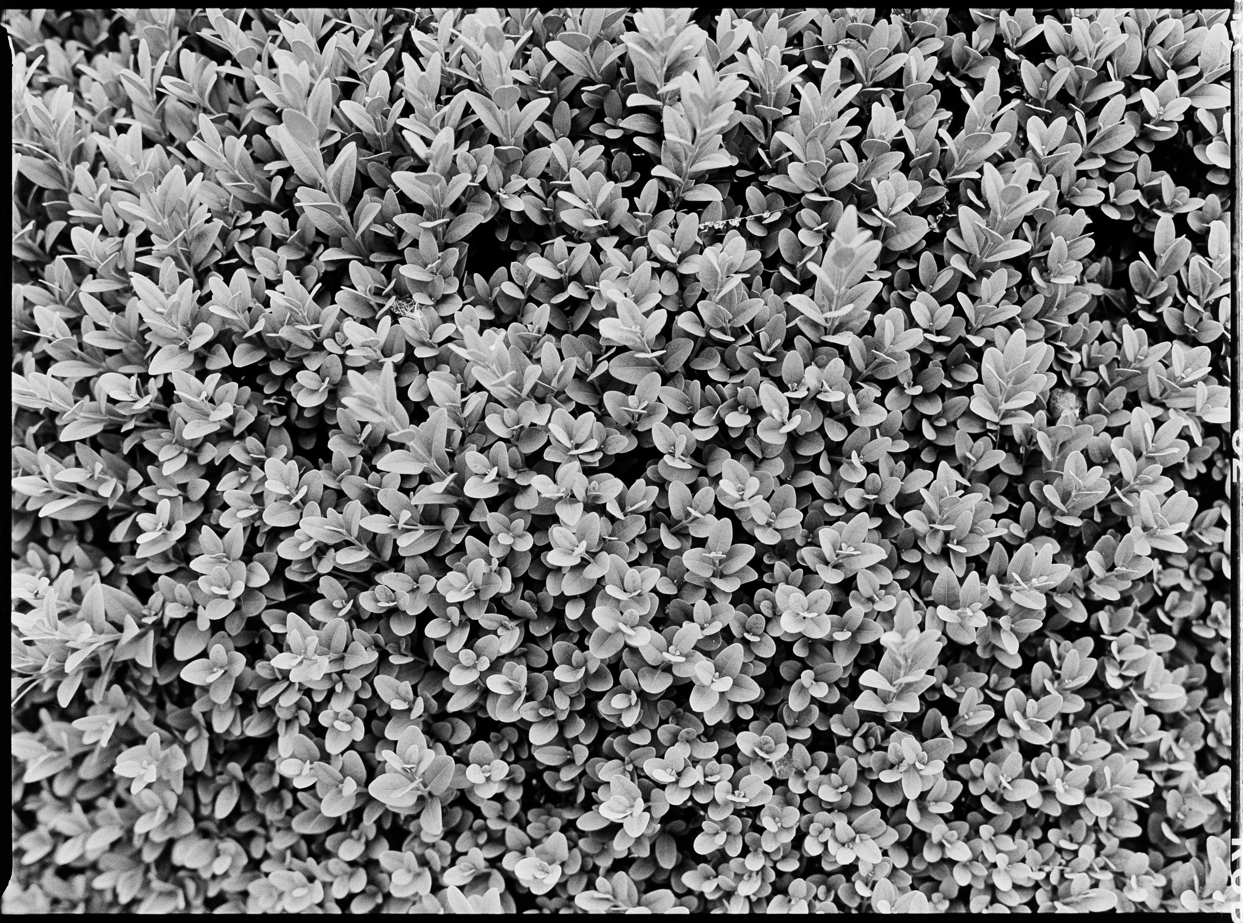 IQZoom (11 of 14).jpg