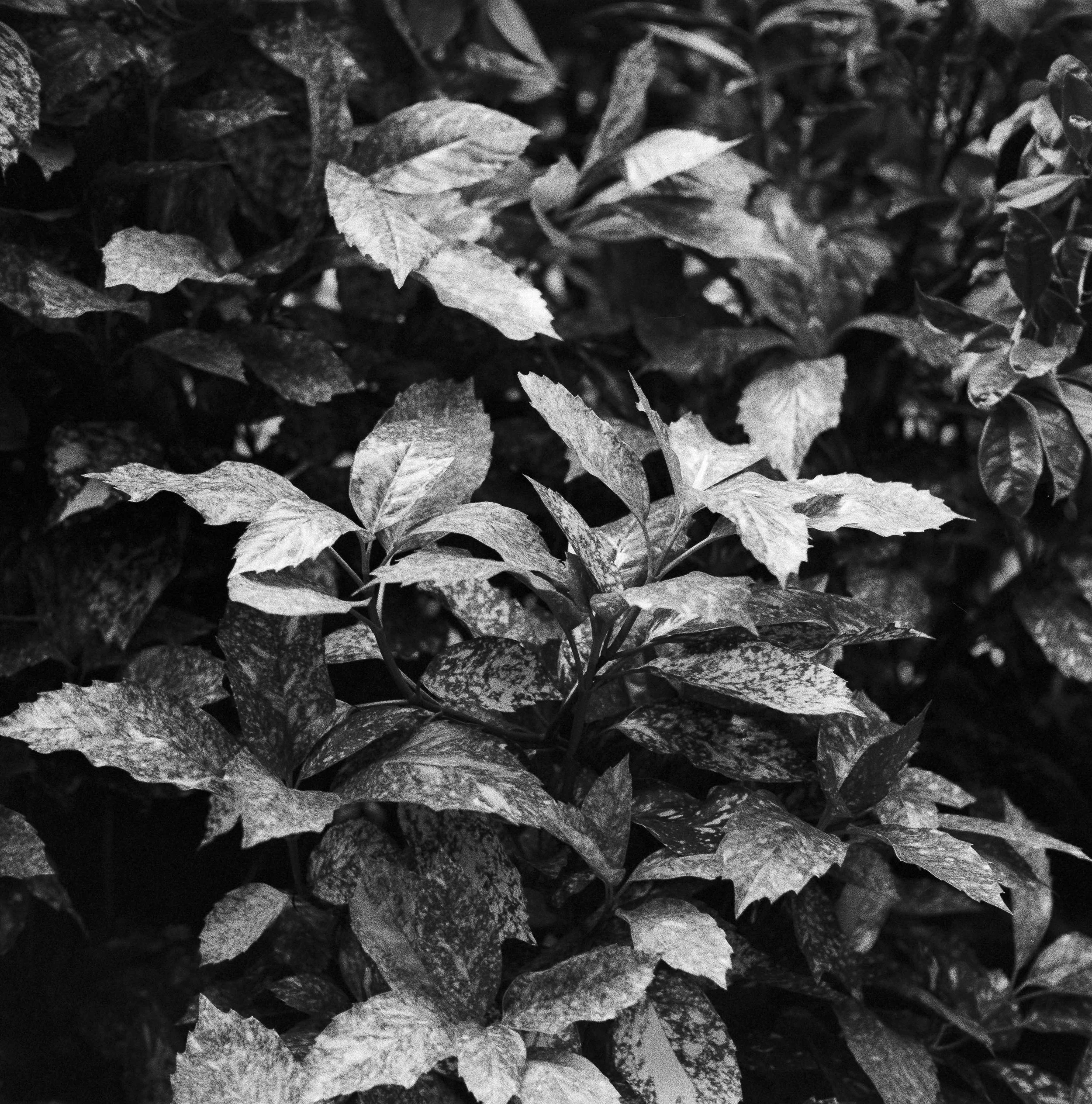 Landscapes, BW 4 Bryce Casamento_.jpg