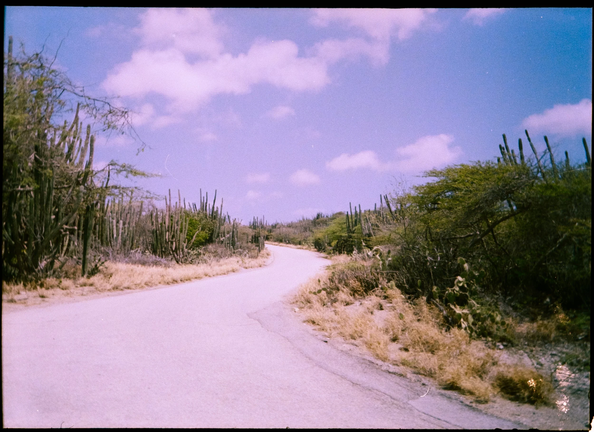 H35N Kodak Gold Aruba Tulips Low Falls (52 of 54).jpg