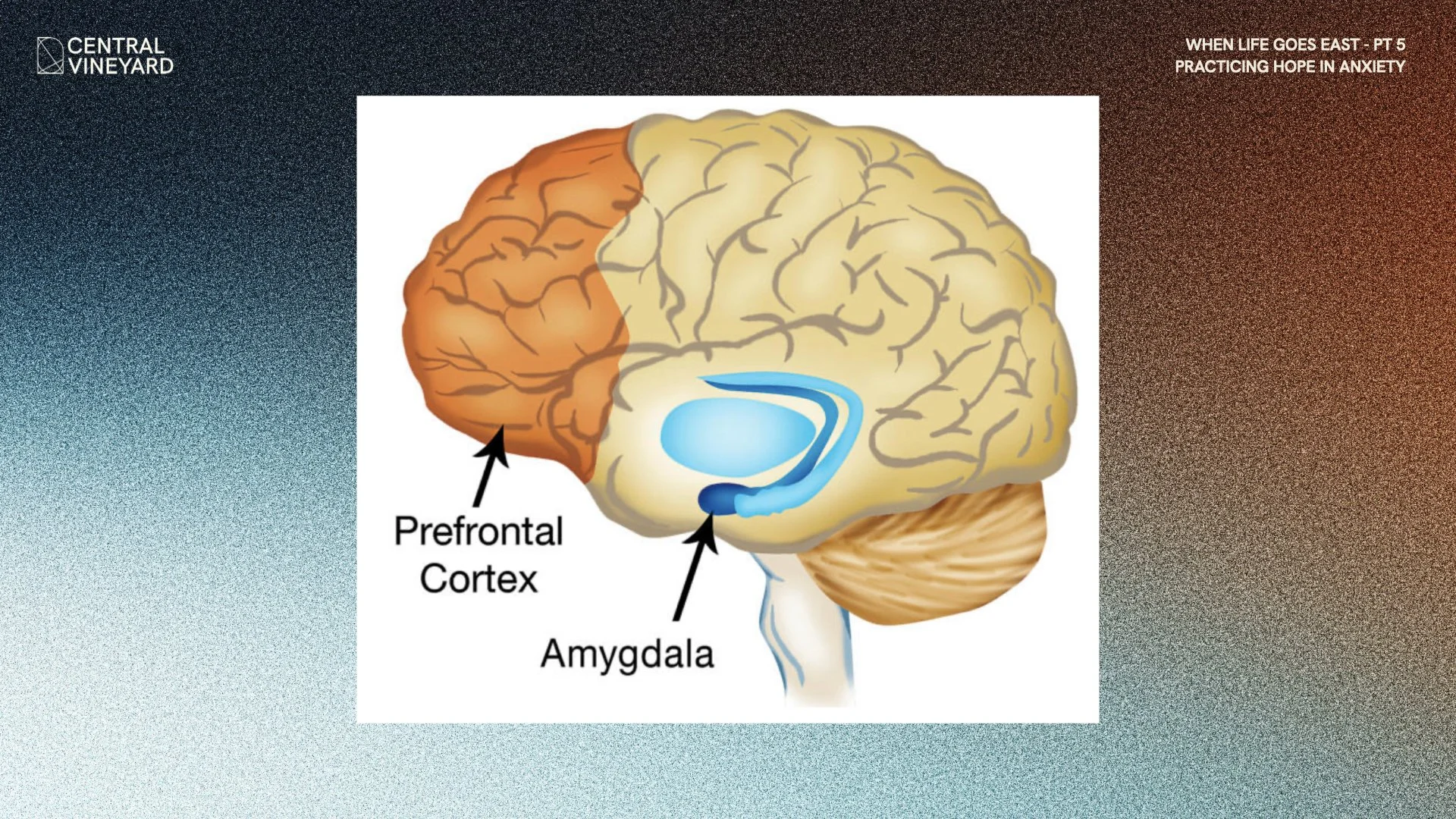 CV WIDE 2025.039.jpeg