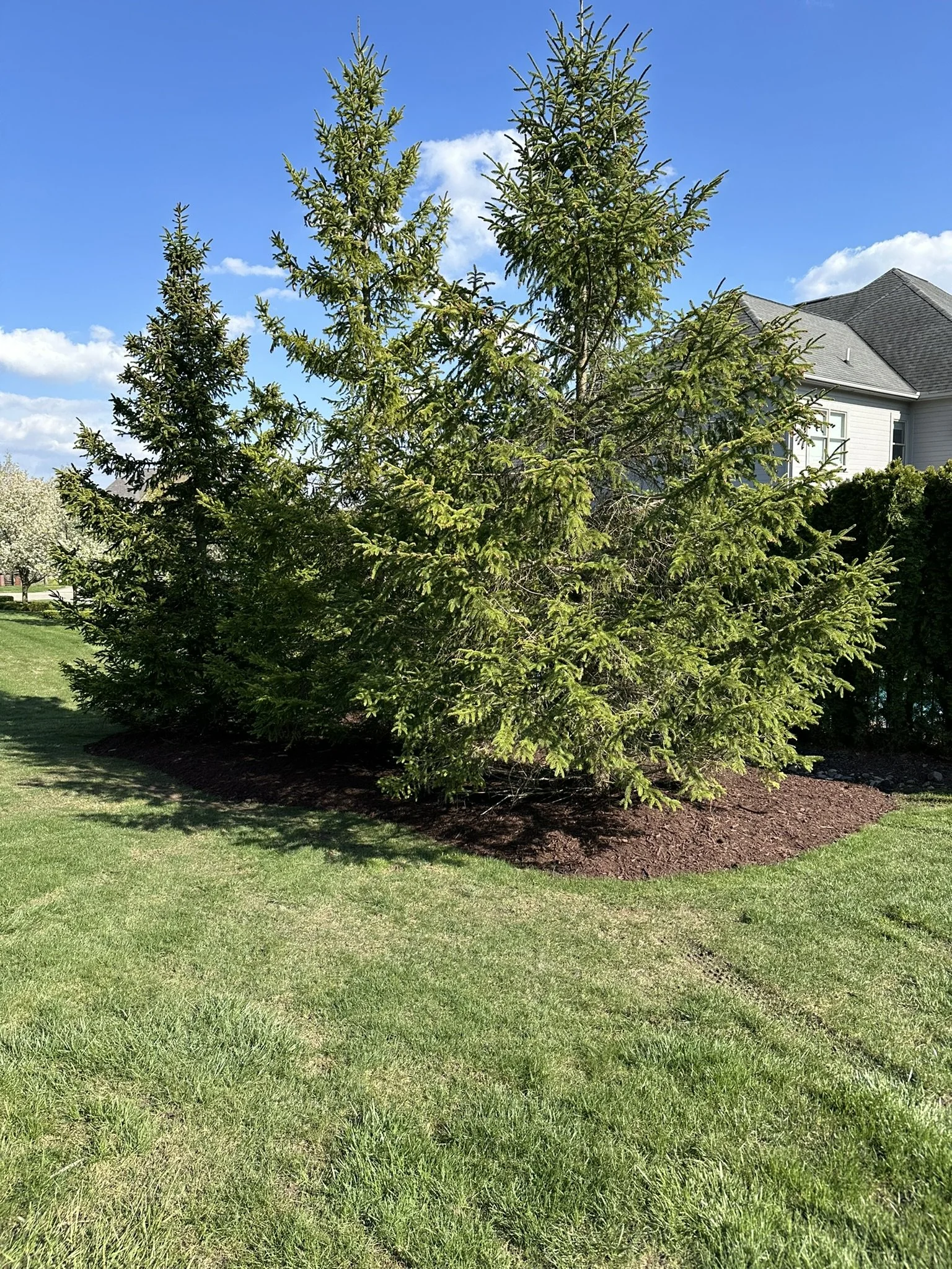 A large evergreen tree with dense branches and green needles in a residential yard, with a house visible in the background under a partly cloudy blue sky.