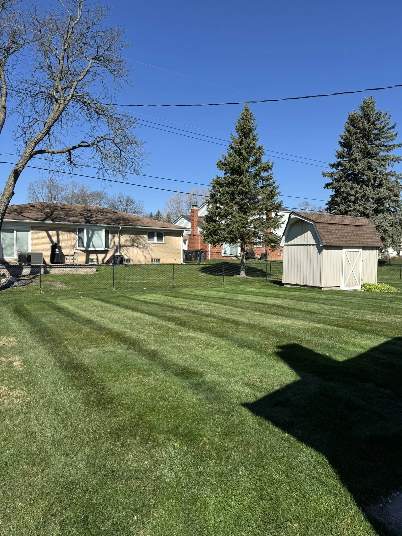 A backyard with freshly mowed grass, a small beige shed, two evergreen trees, a larger deciduous tree without leaves, a chain-link fence, and a house with windows and outdoor furniture. The sky is clear and blue.