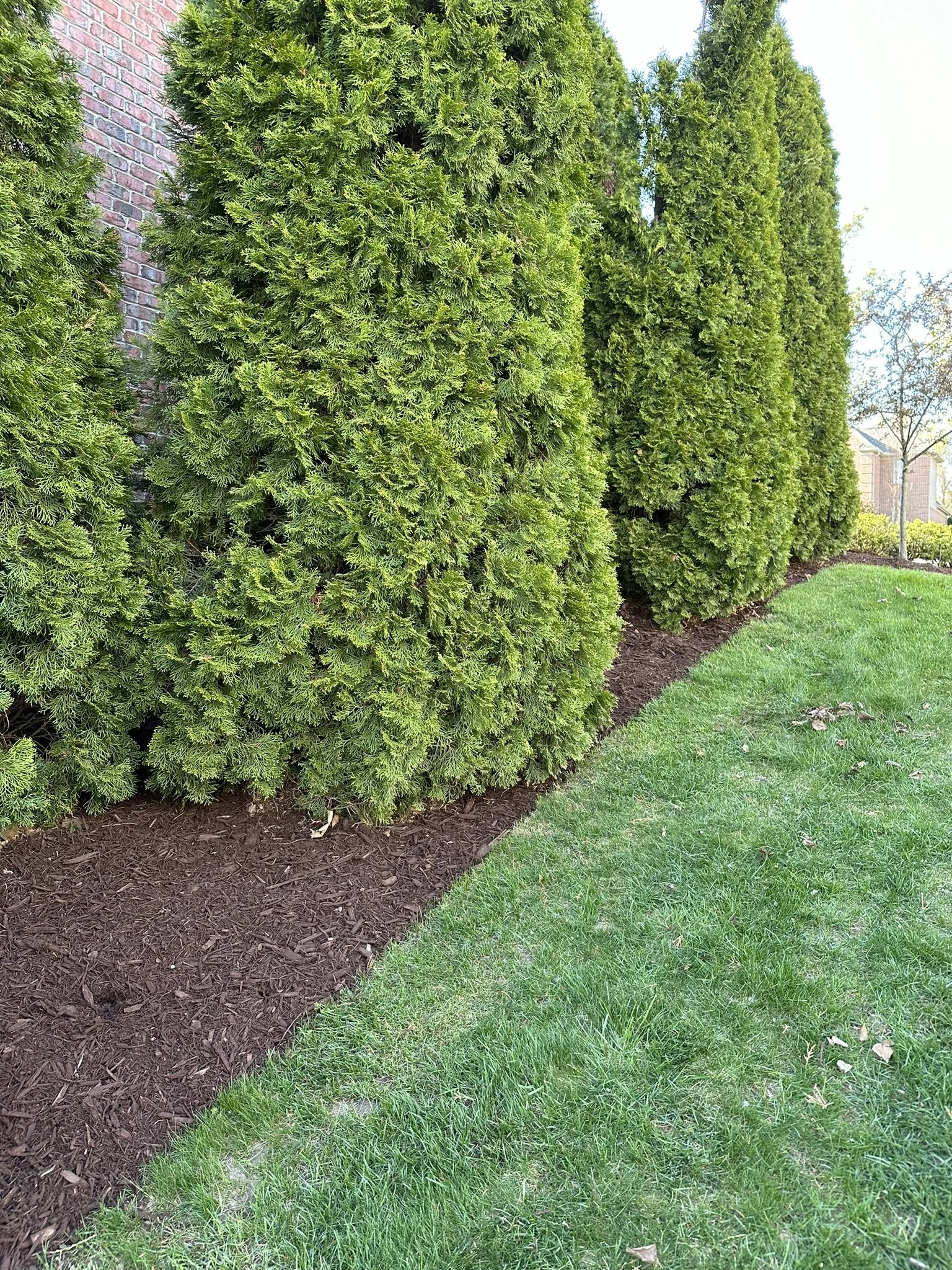 A row of tall green evergreen bushes next to a brick wall and a neatly maintained green lawn.
