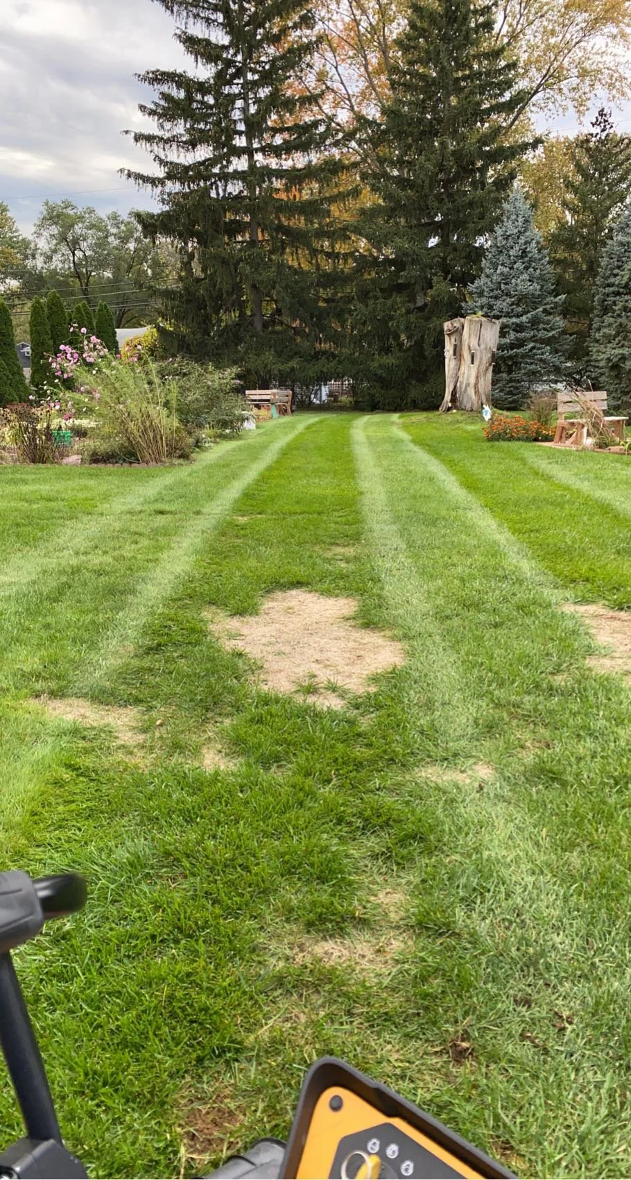 Lawn with tire tracks, trees, bushes, flowers, and garden benches in a backyard.
