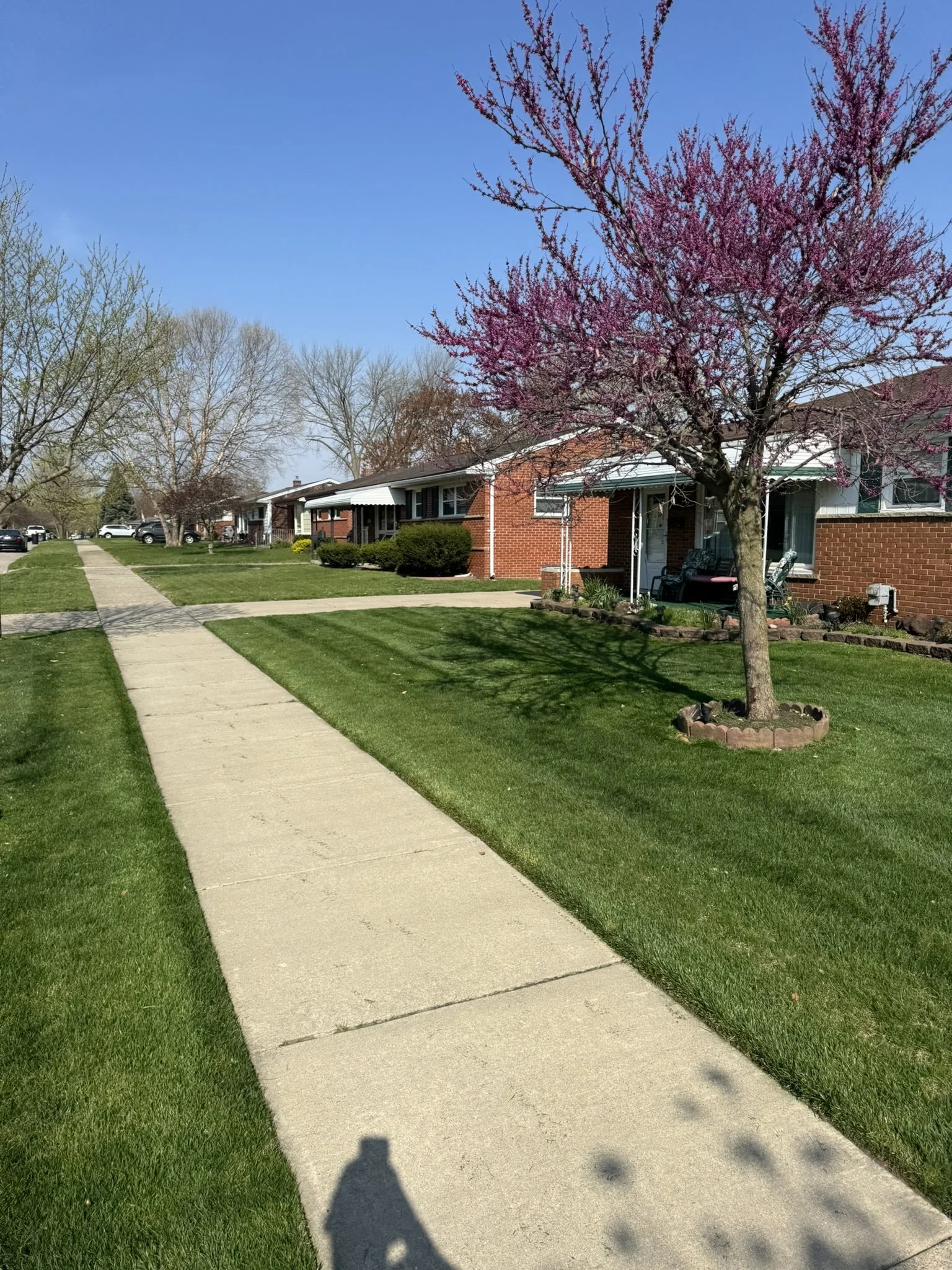 A sunny suburban street with a sidewalk, green lawns, and brick houses. A pink flowering tree is in the foreground, casting a shadow on the lawn. Several parked cars are visible along the street, with a clear blue sky overhead.