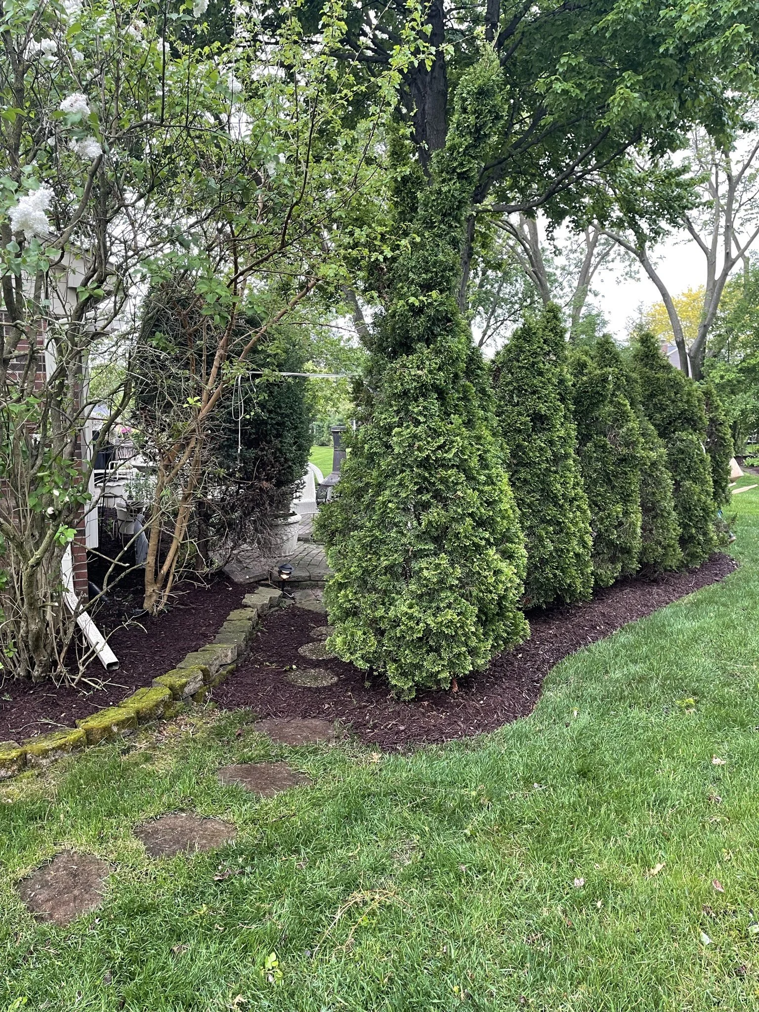 A well-maintained garden with a row of evergreen shrubs, mulch, stepping stones, and a patch of green grass.