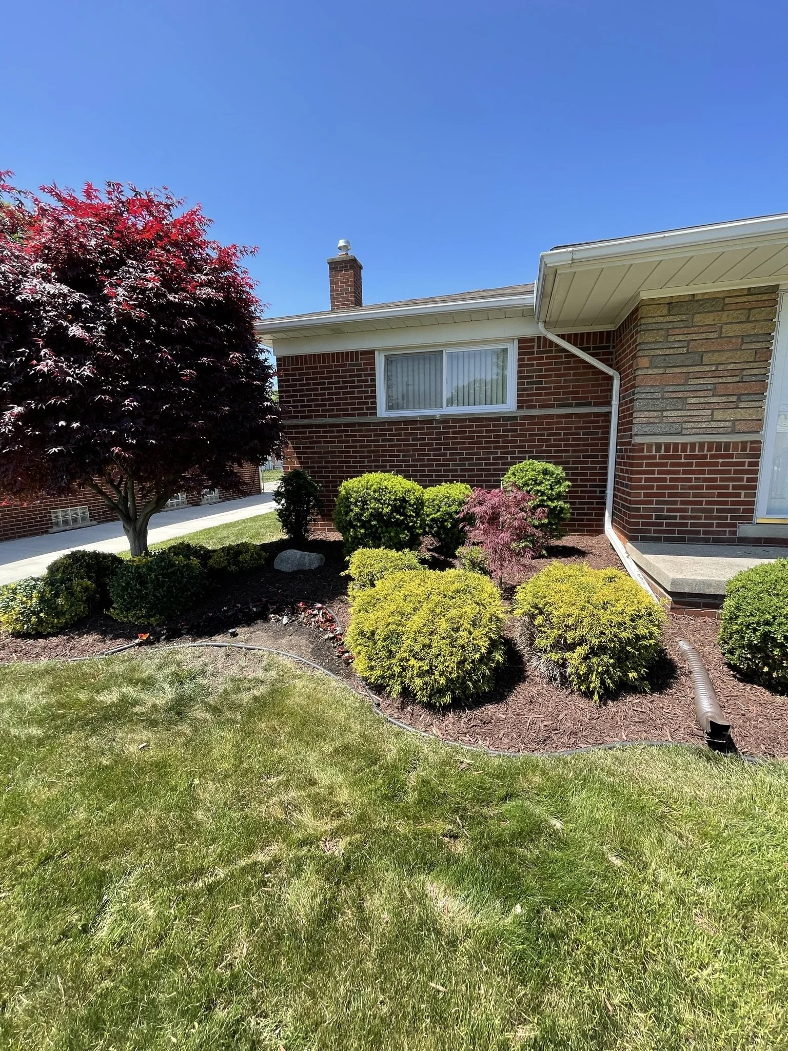 Front yard with a variety of green and red bushes, a large red-leafed tree, a brick house with a window and a chimney, a concrete step, and a drain pipe on a sunny day with a clear blue sky.