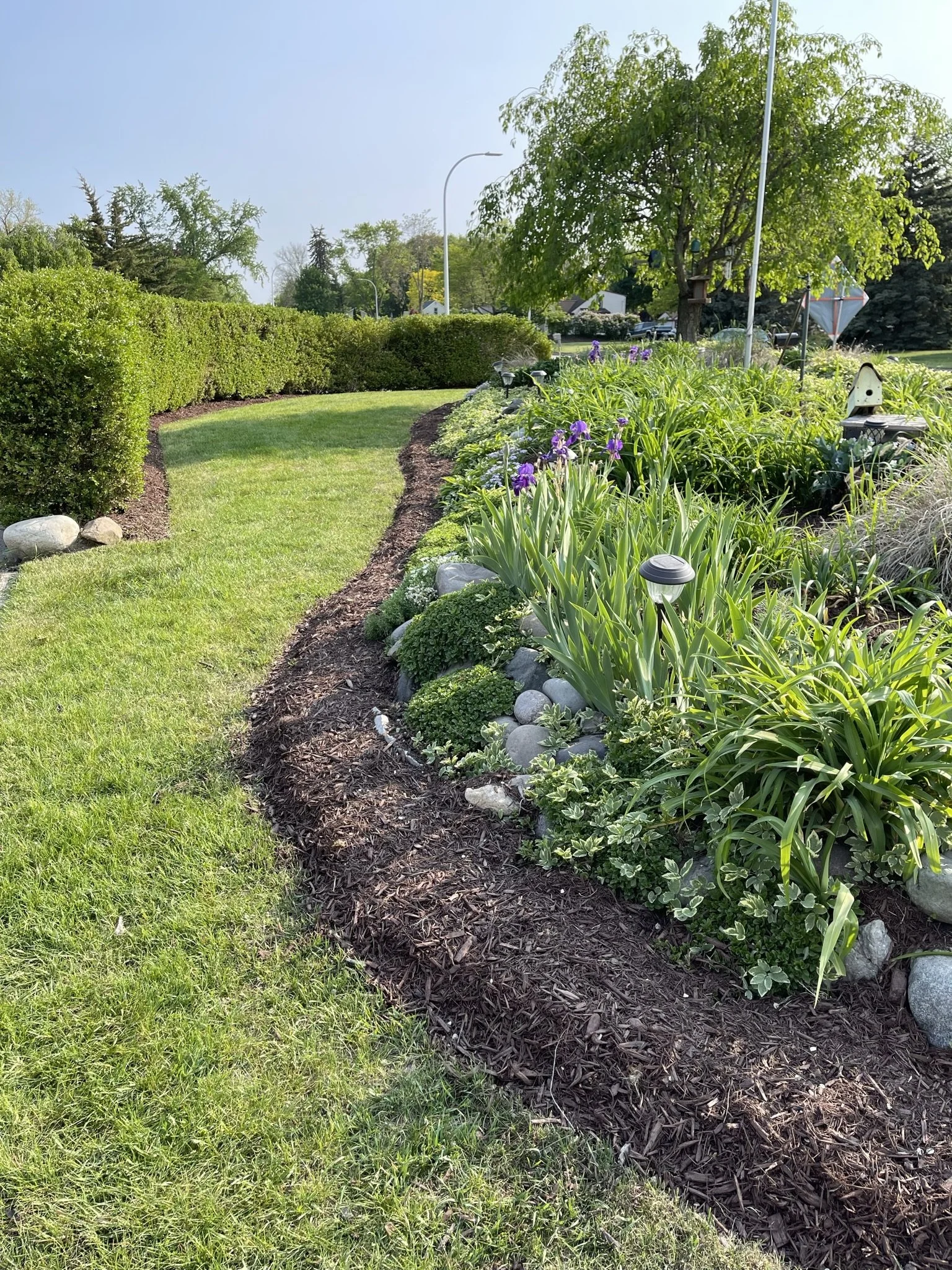 A landscaped garden with a curved mulch bed containing green plants and purple flowers, bordered by well-maintained grass and a trimmed hedge, under a clear sky.