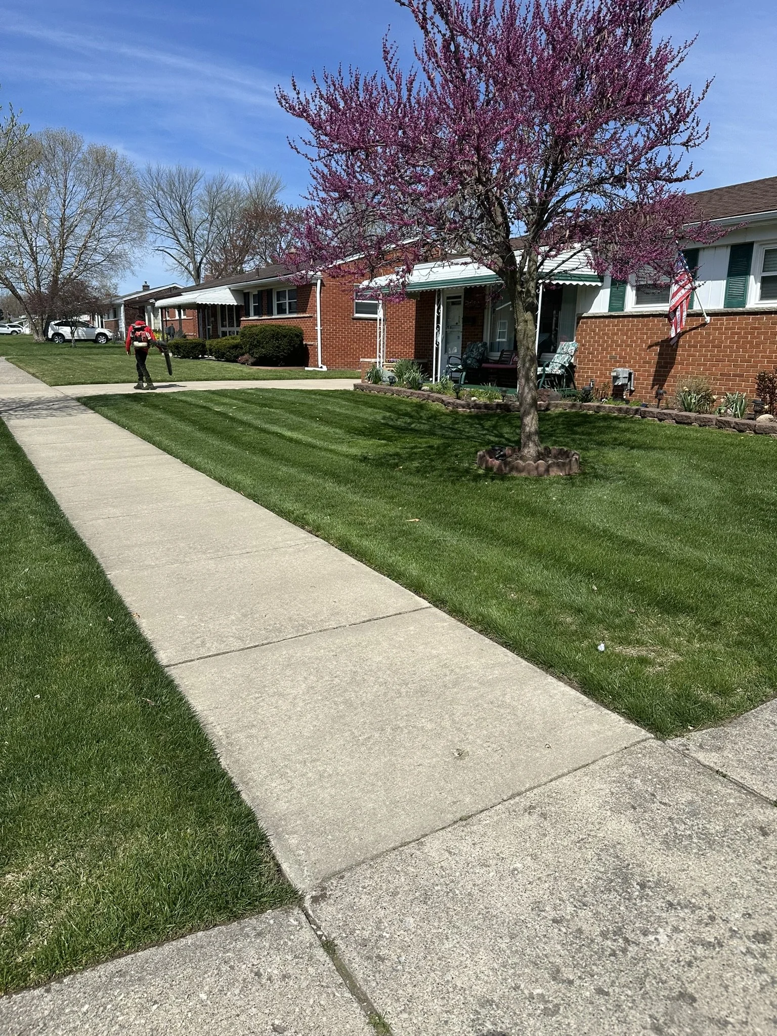 A residential street with a sidewalk, green lawns, brick houses, and a tree with pink blossoms.