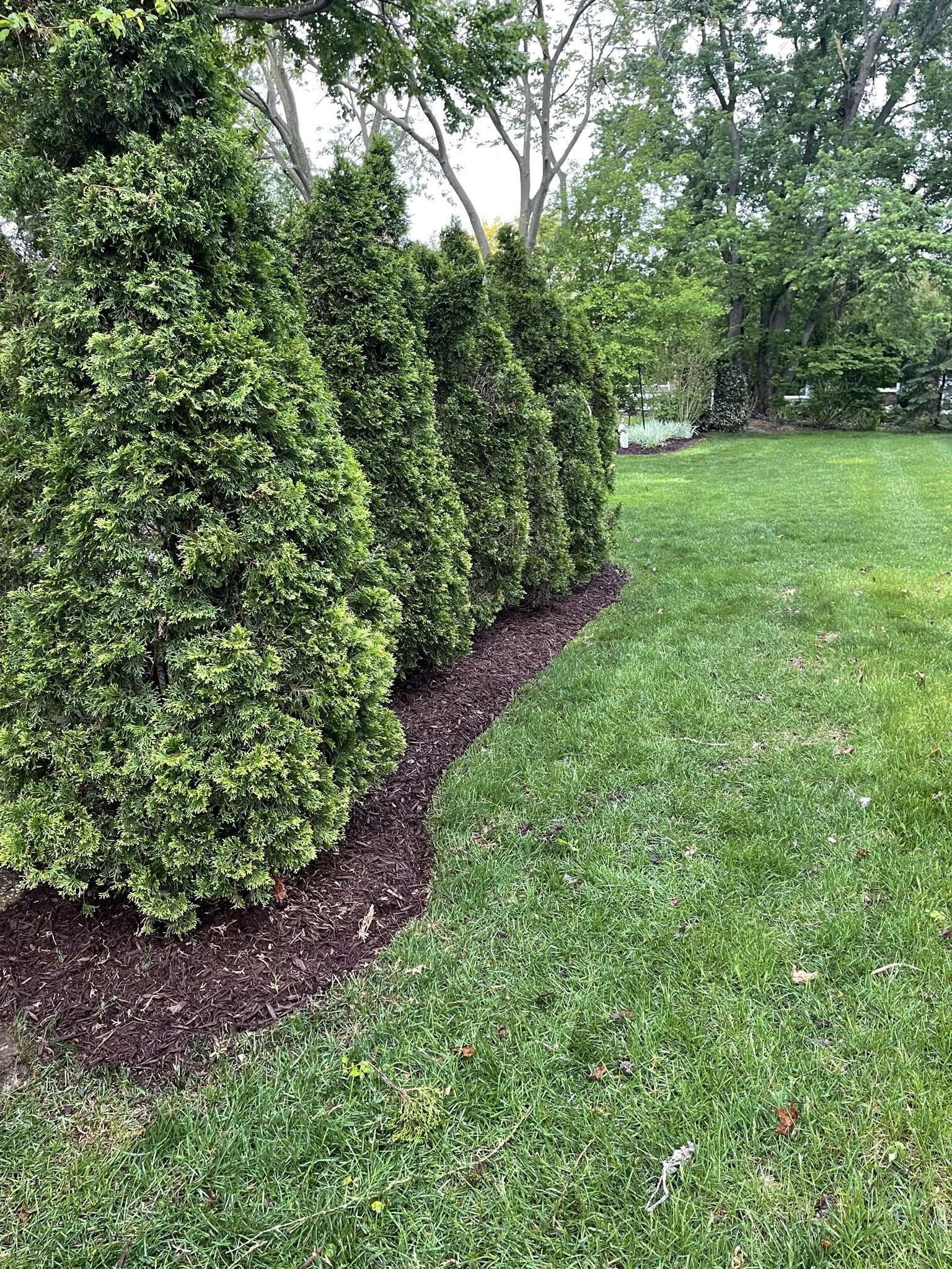 A row of well-trimmed evergreen bushes extends along the edge of a green lawn. The bushes have dark brown mulch at their base, and there are tall trees in the background with a lush, green canopy.