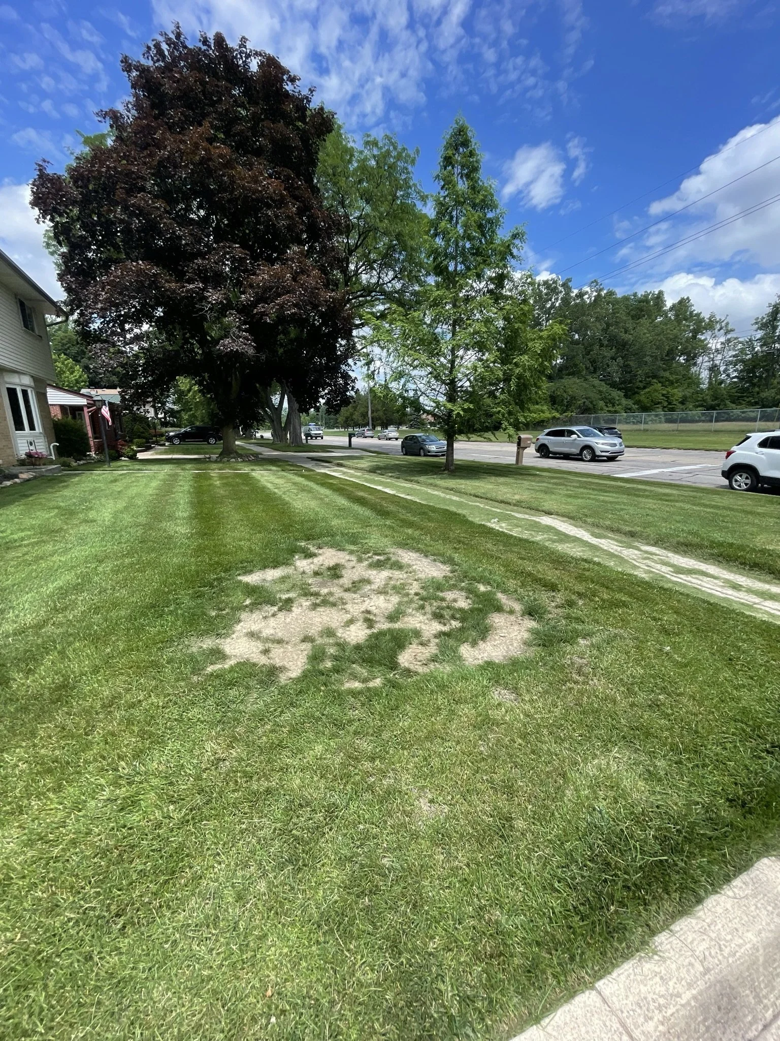 A grassy lawn with a patch of bare soil and a pair of parallel concrete walkways. Two large trees with dark red and green leaves are in the background, along with a street and parked cars under a partly cloudy sky.