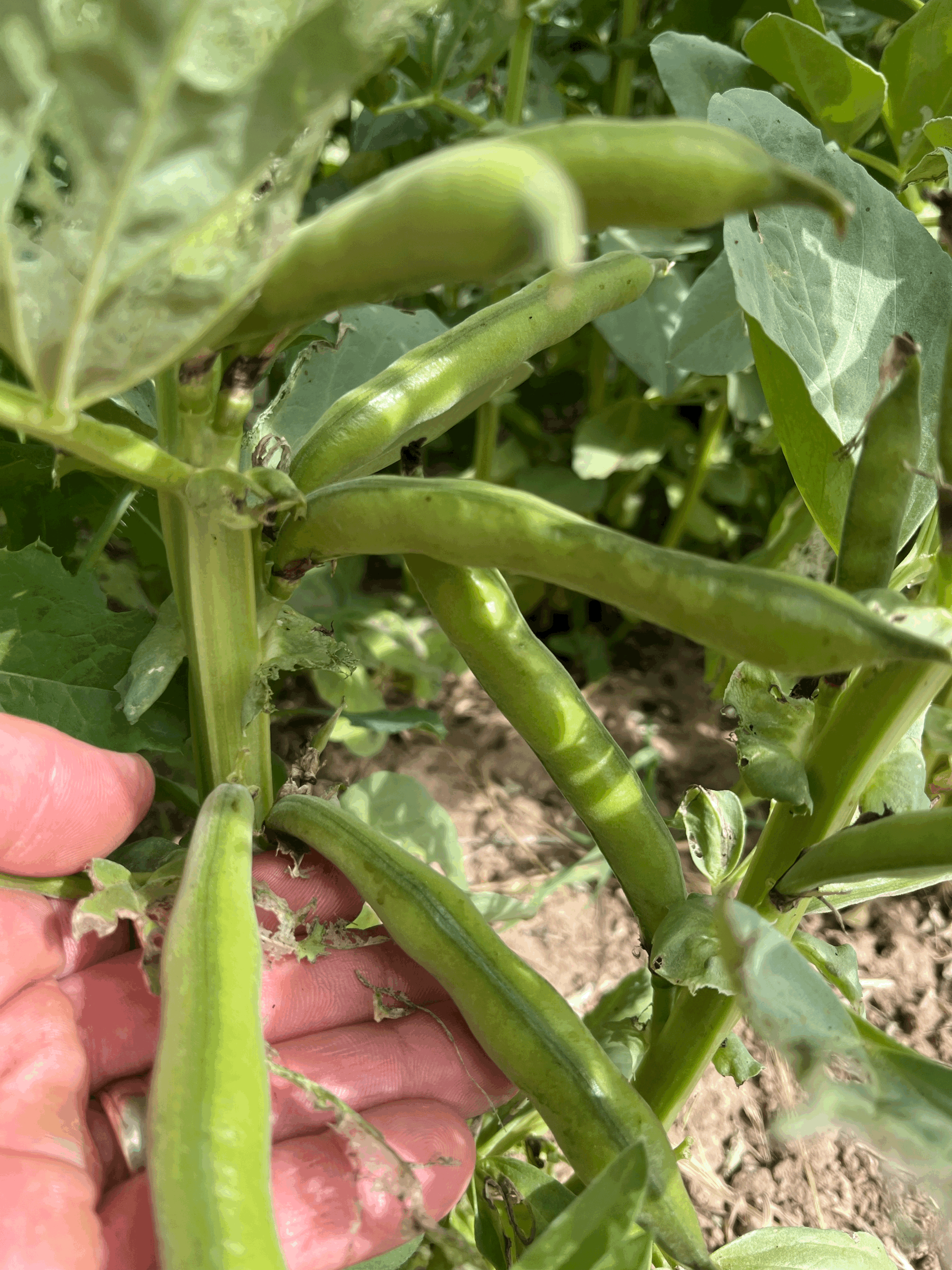 tempImageSuZACO.gif