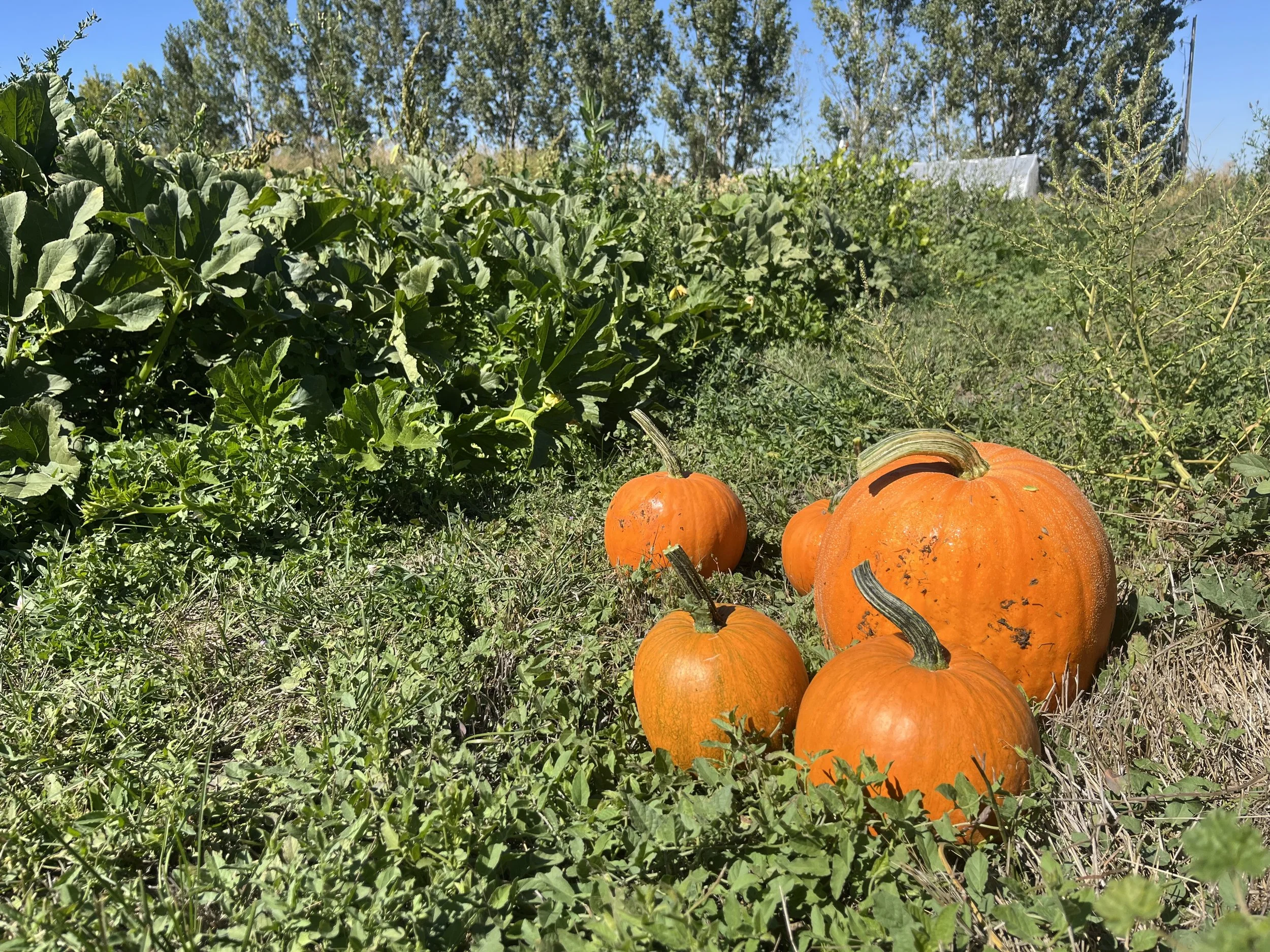 IMG_8669.jpeg