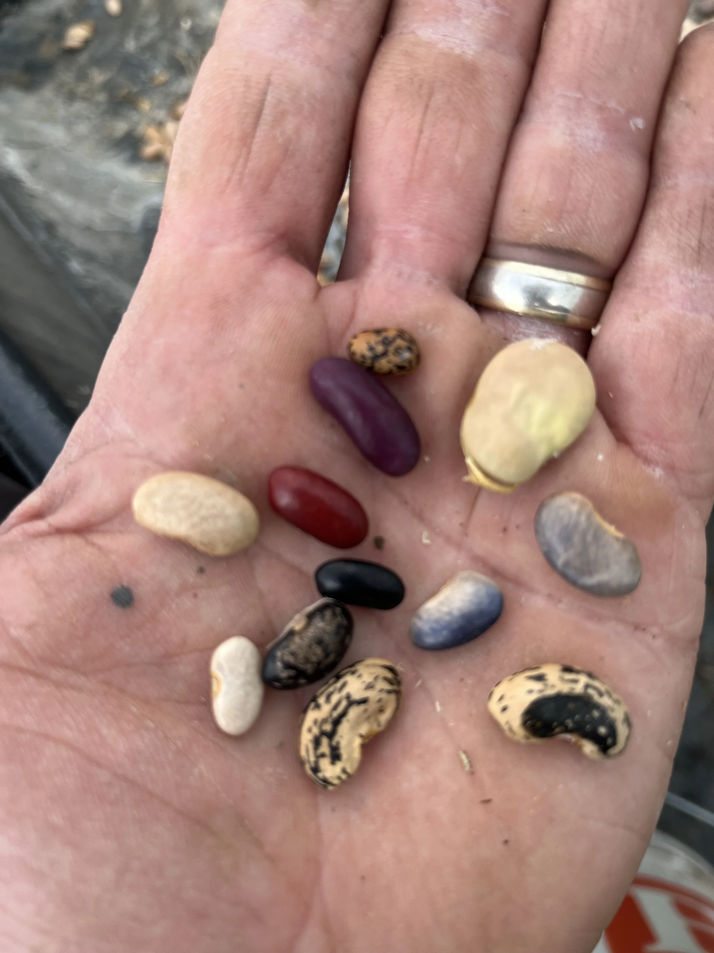 Seed packets