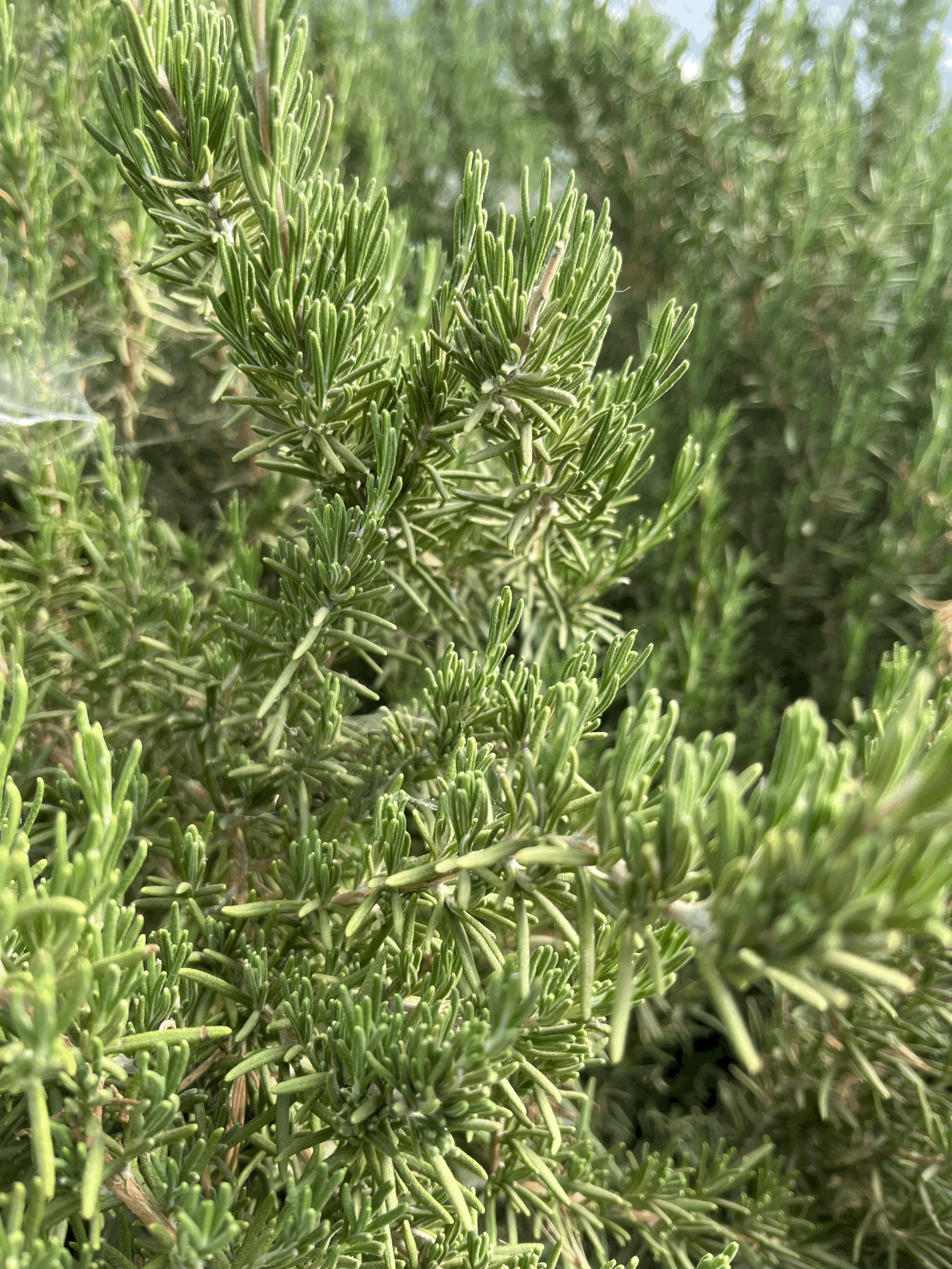 tempImageQsaBQj.gif