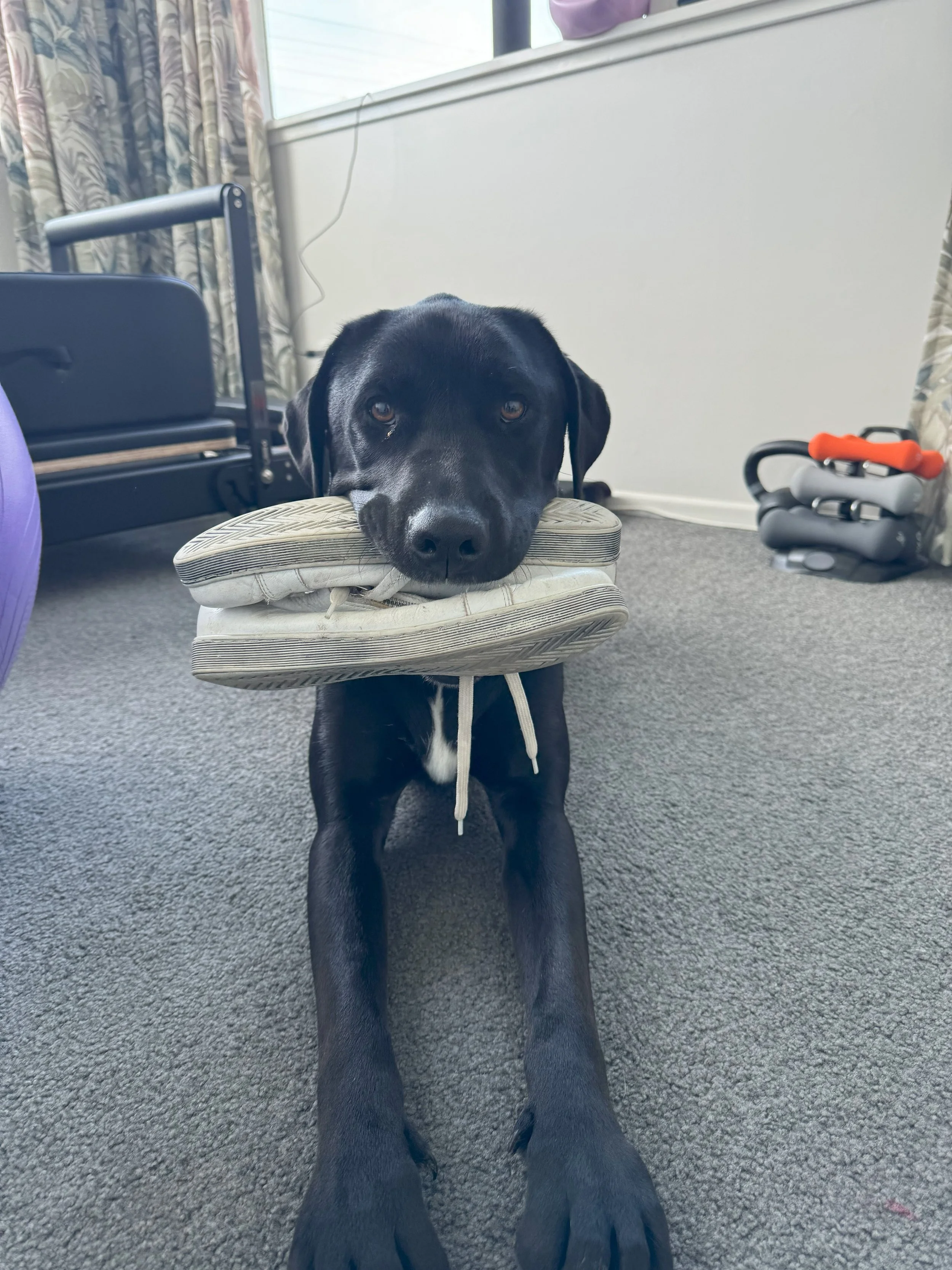 Black Labrador Retriever puppy lying on a shoe with its head resting on the shoe. There is a walker, a purple container, and a bundle of resistance bands in the background in a room with beige walls and a carpeted floor.