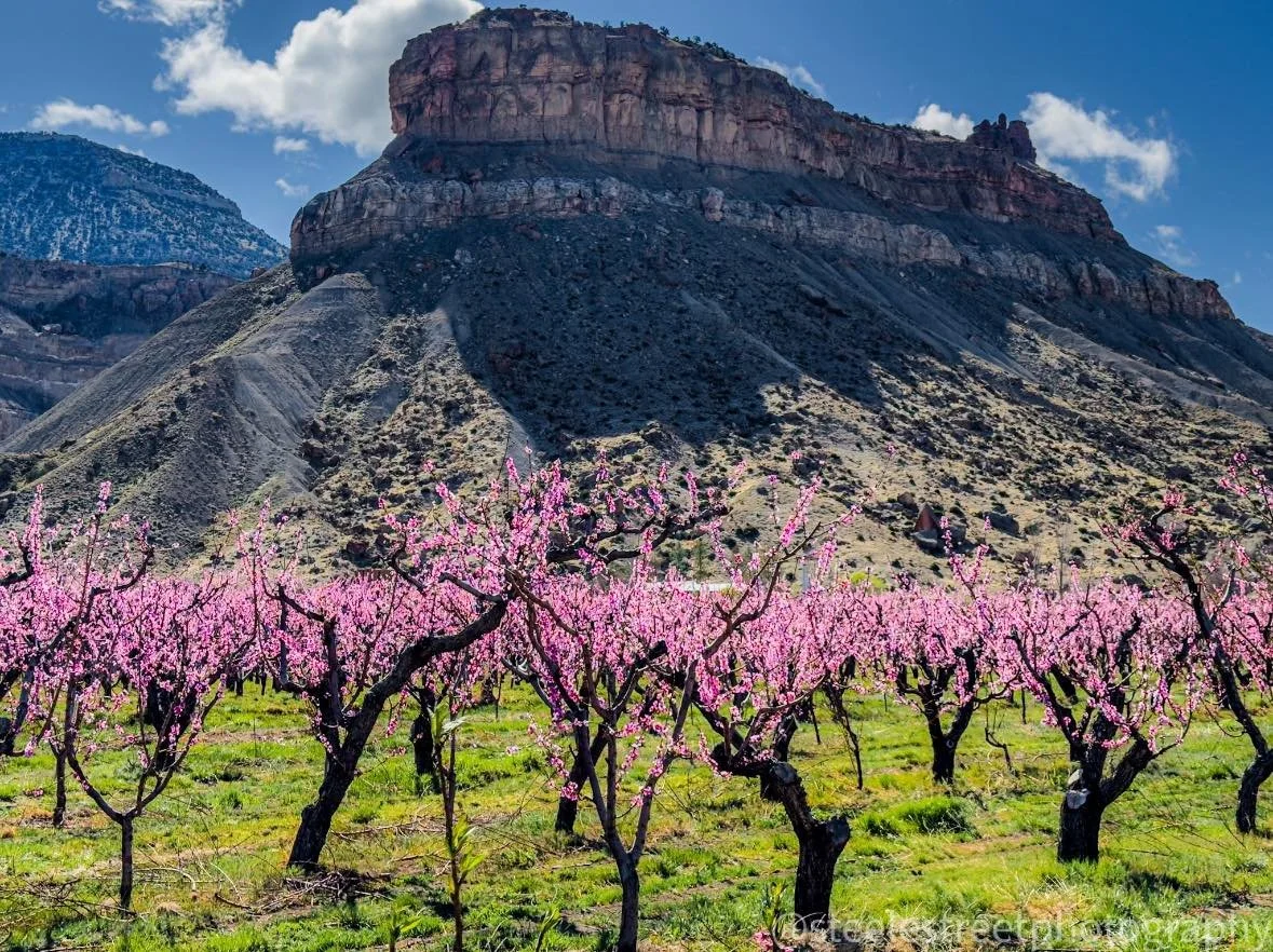 Spring Grief in Colorado (When Hope Feels Fragile)