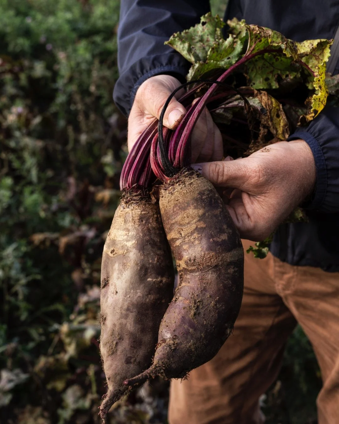 R&Oslash;DBEDER

Vi f&aring;r vores r&oslash;dbeder fra Lammehave &Oslash;kologi, som dyrker en mark med &oslash;kologiske r&oslash;dbeder udelukkende til os.

De bliver i jorden s&aring; l&aelig;nge som muligt og vi f&aring;r dem gradvist direkte le