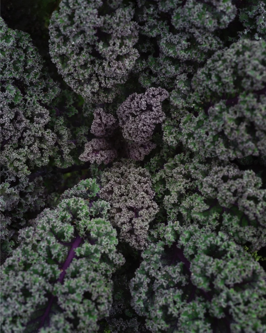 K&Aring;L

Smager fantastisk!
Og s&aring; er det virkelig sundt. Fyldt med vitaminer, mineraler og fibre.

Lige nu bugner markerne og farverne er s&aelig;rligt smukke i de stille morgentimer, hvor den varme efter&aring;rssol og den bl&oslash;de morge