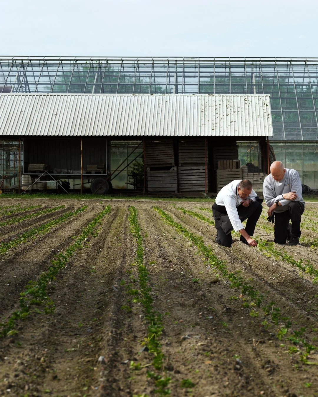 Knoldselleri er en fyldig og alsidig gr&oslash;ntsag. En stor smagsgiver fyldt med gode og sunde n&aelig;ringsstoffer. Den spiller derfor ofte en central rolle i vores retter.

Anders og hans far dyrker en hel mark med knoldselleri, som alle finder v