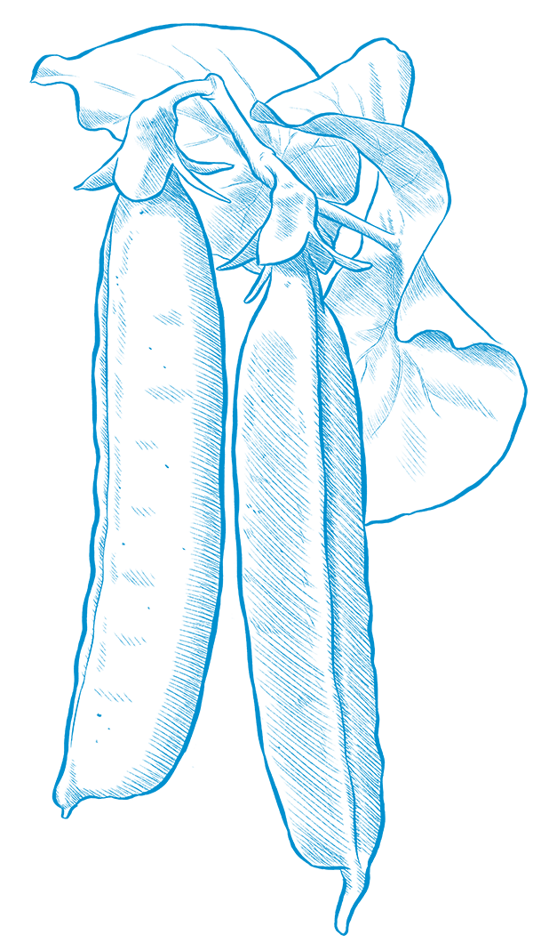 Illustration af ærter